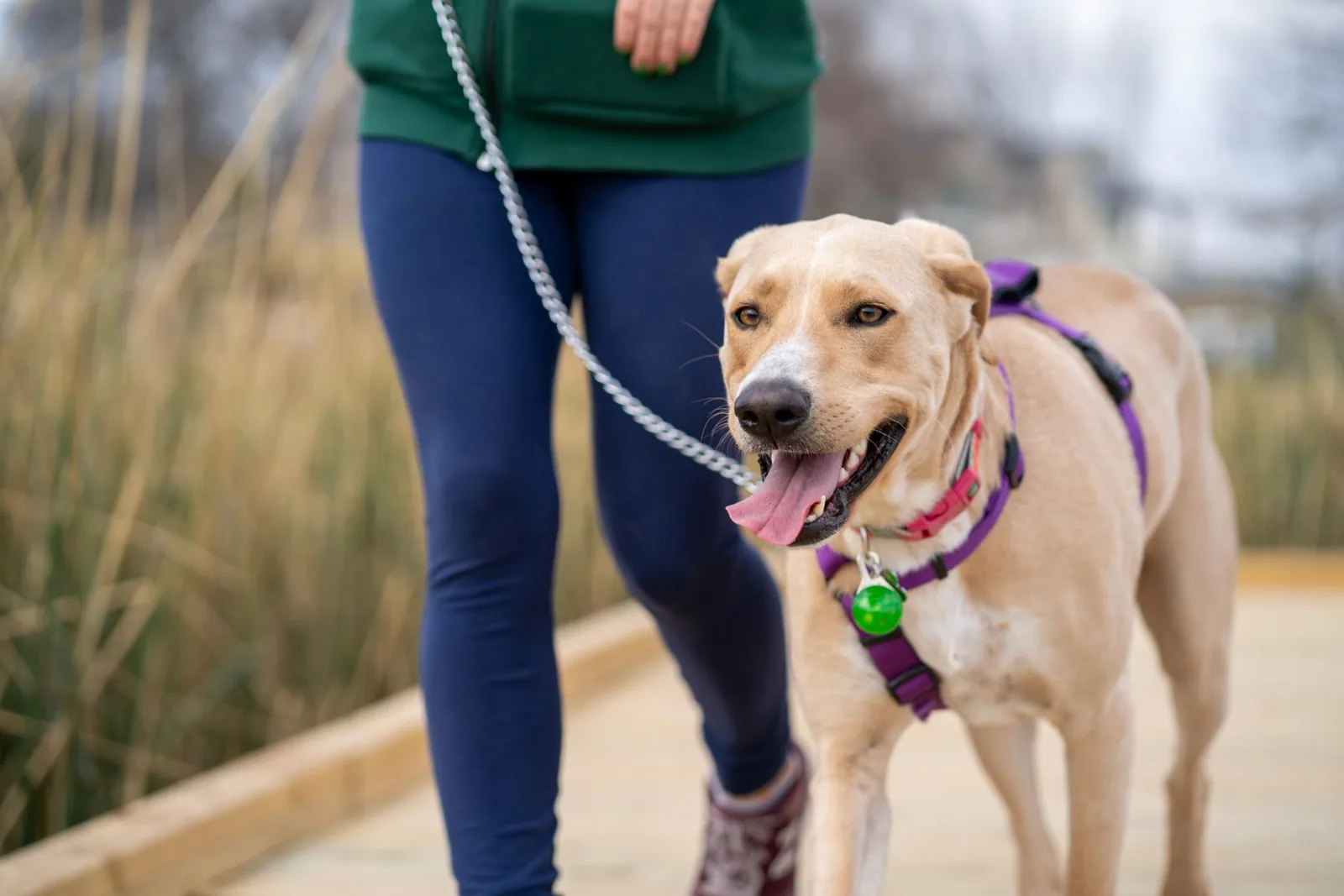 A dog walking happily outdoors again