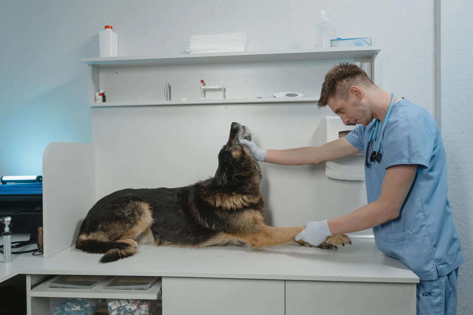 A calm dog waiting comfortably at a veterinary practice