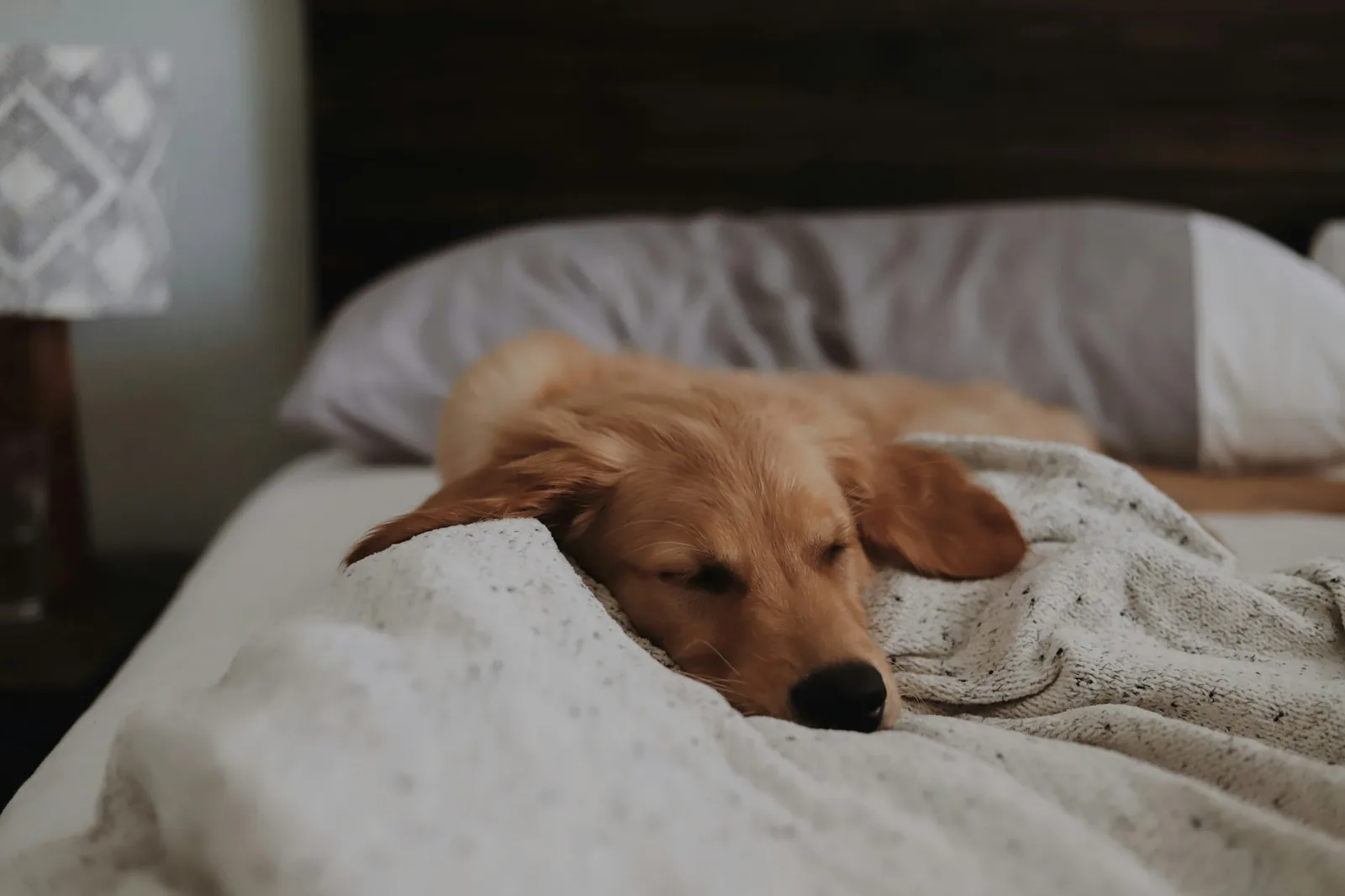A dog sleeping peacefully on its own bed