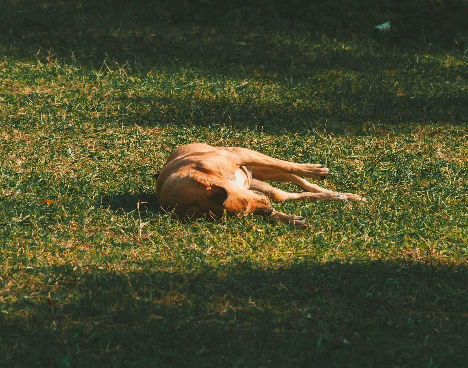 A relaxed dog lying on grass with a loose posture