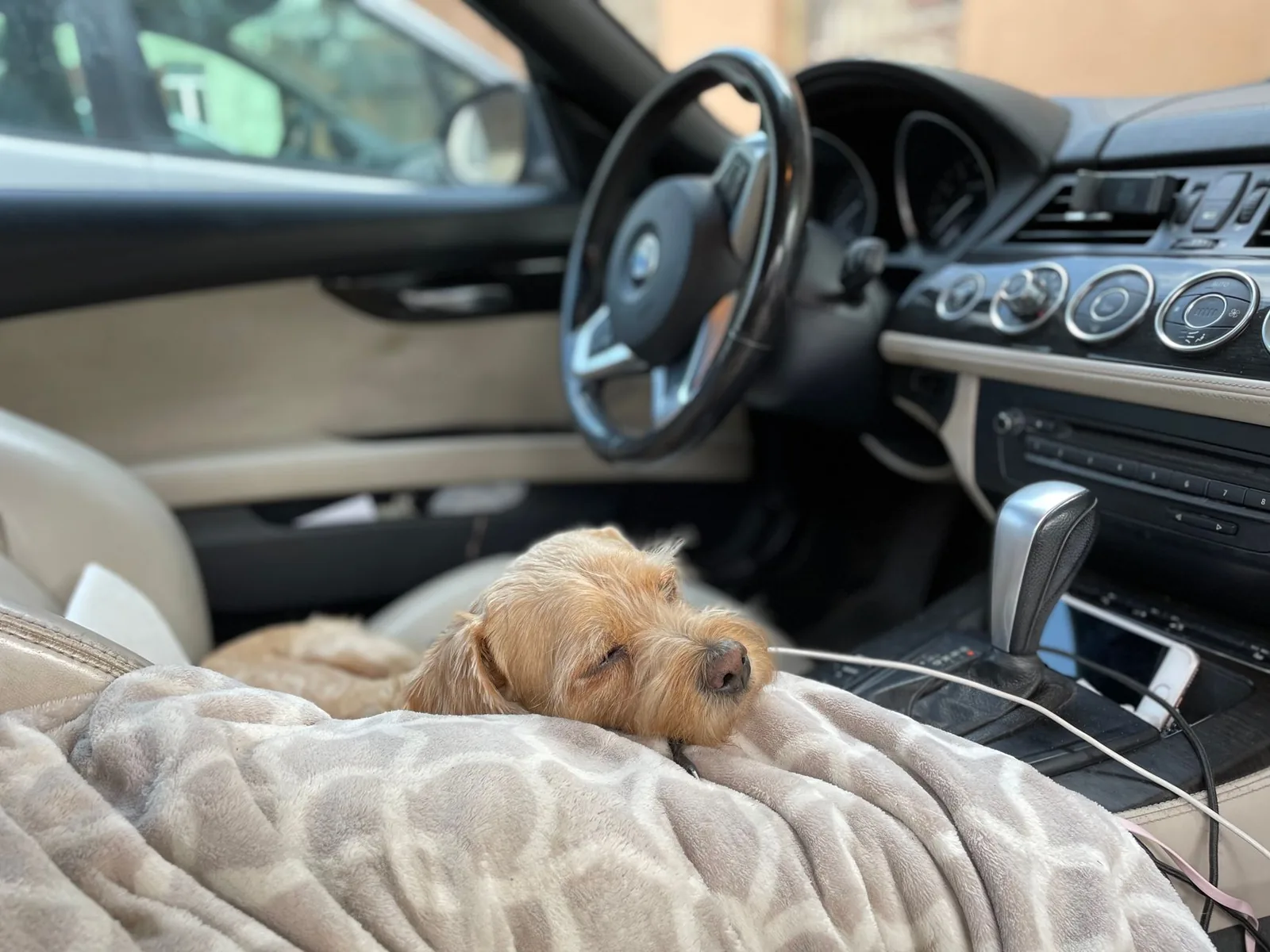 A calm dog resting on a car seat