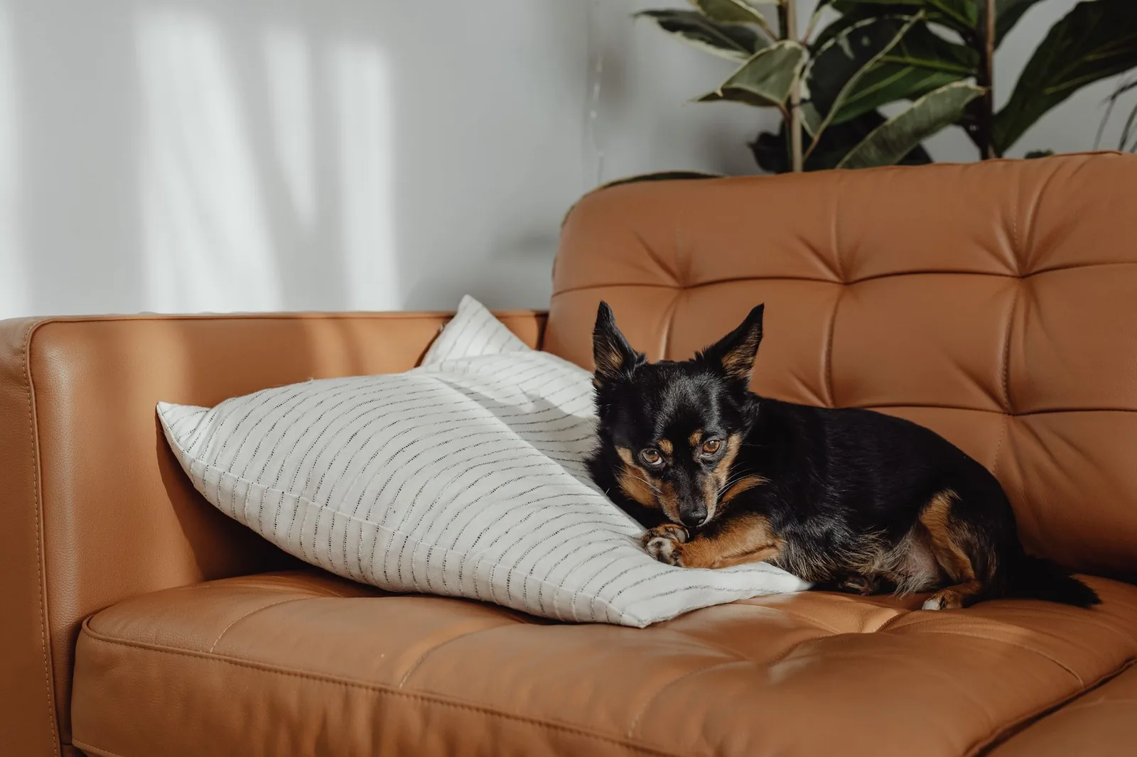 A small dog in the living room of a rented apartment