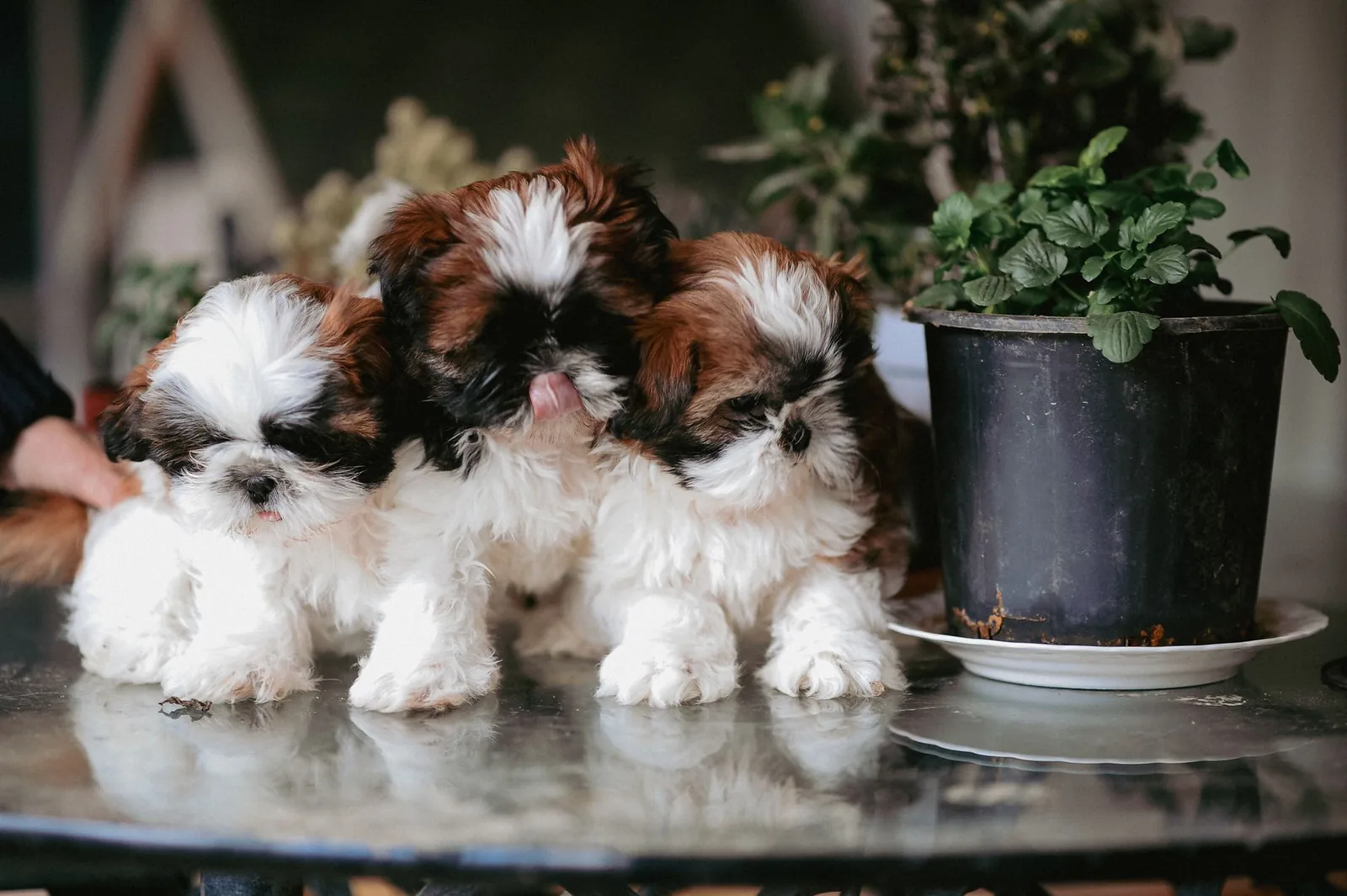 A mother dog resting with her litter in a home