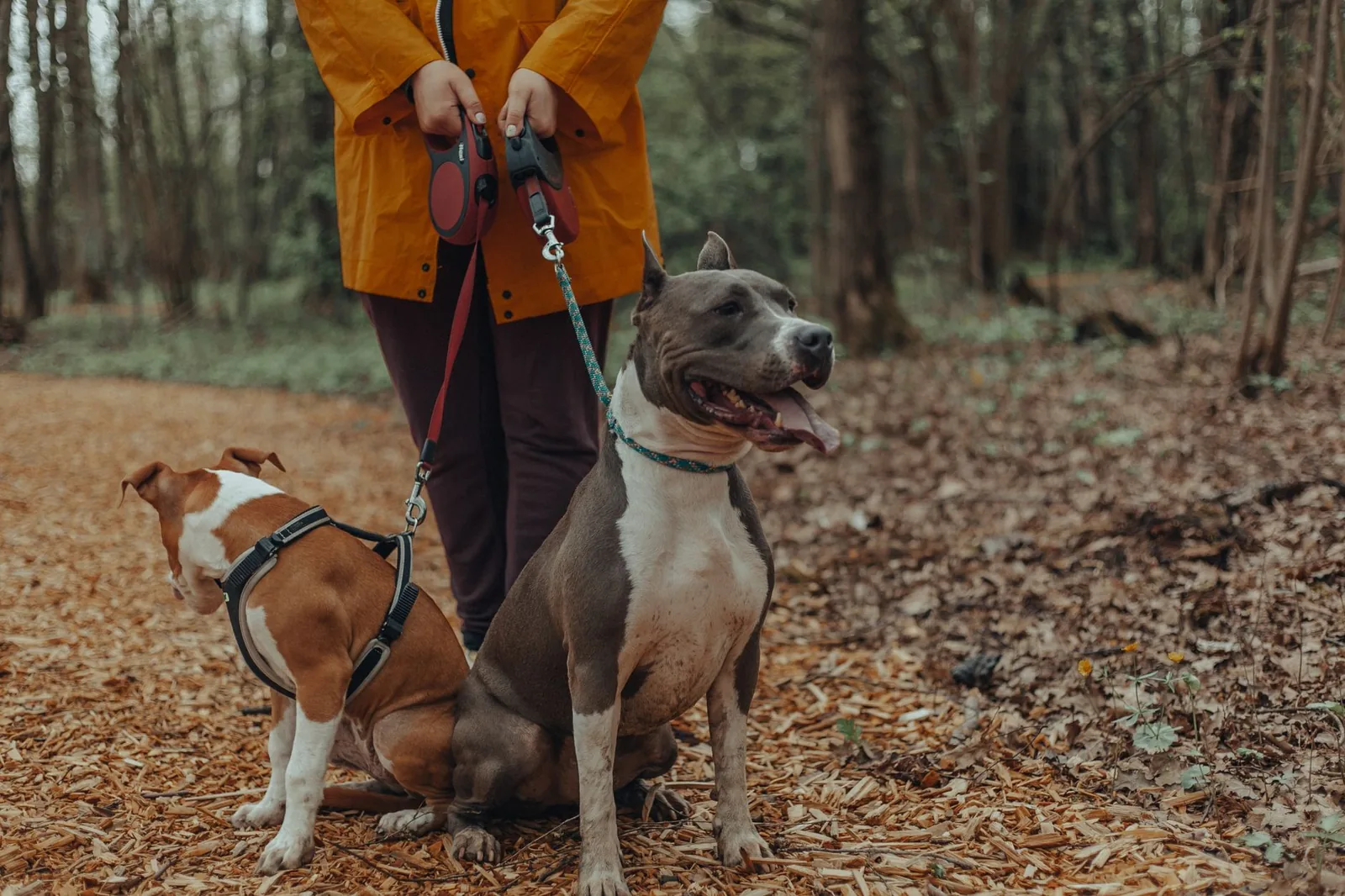 A dog on a lead standing on grass beside a parking area