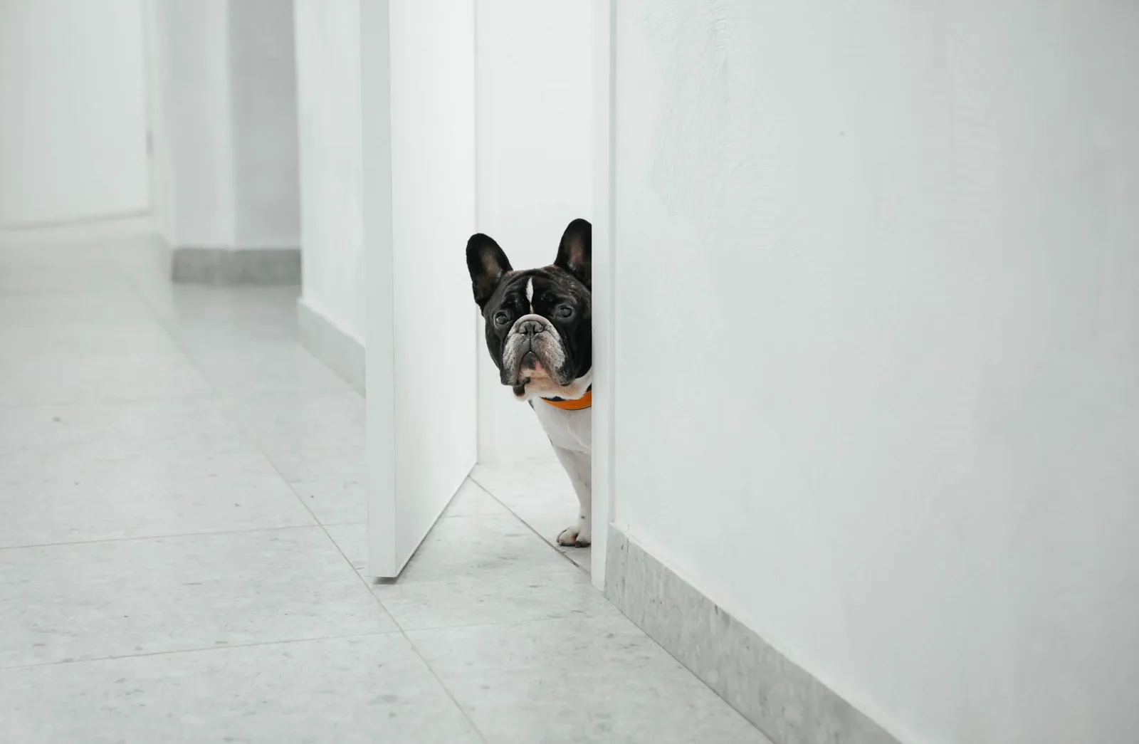 A nervous small dog pressed into a corner