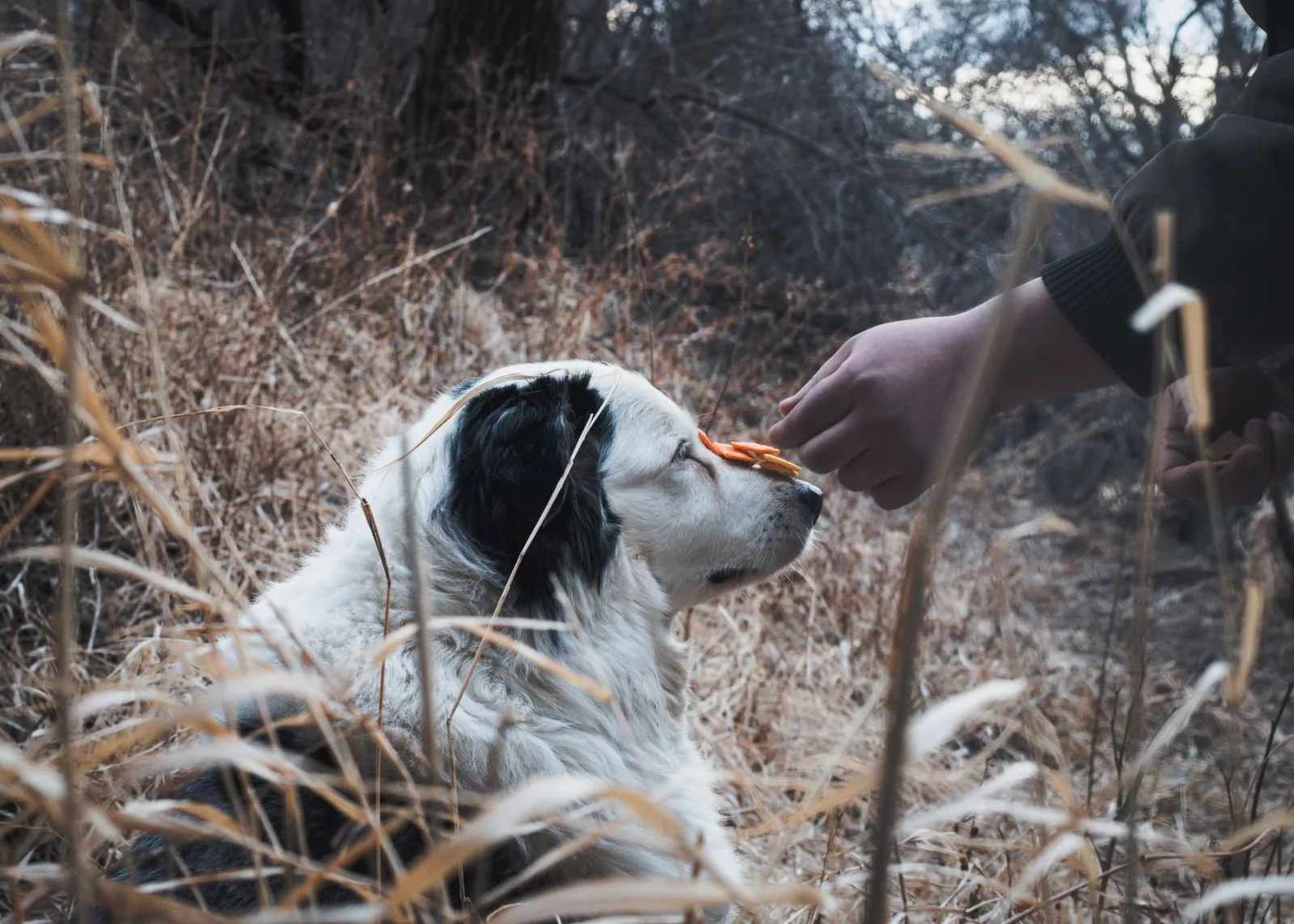A dog taking a treat from a hand during a walk