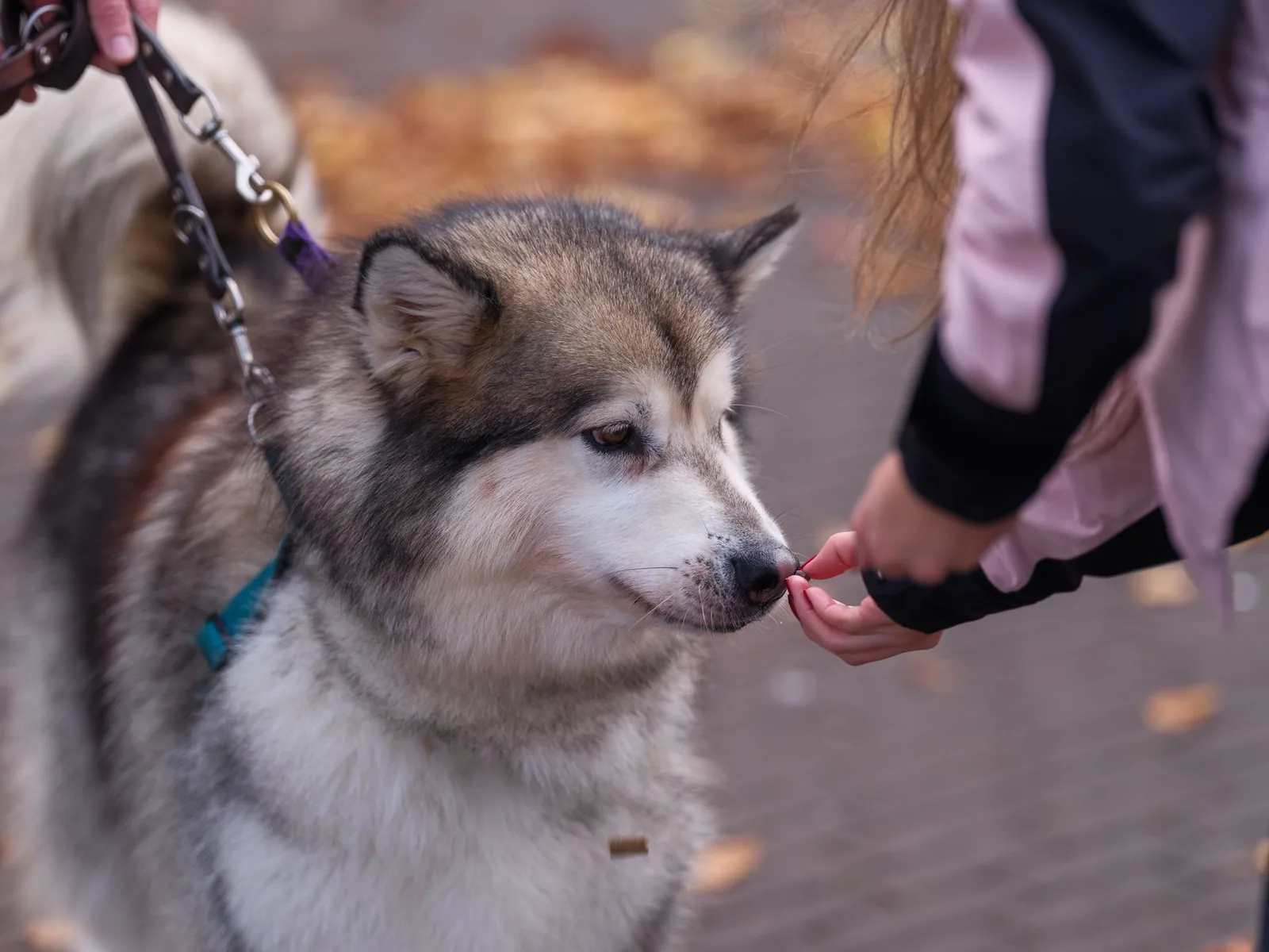 A person rewarding a dog with a treat during a walk
