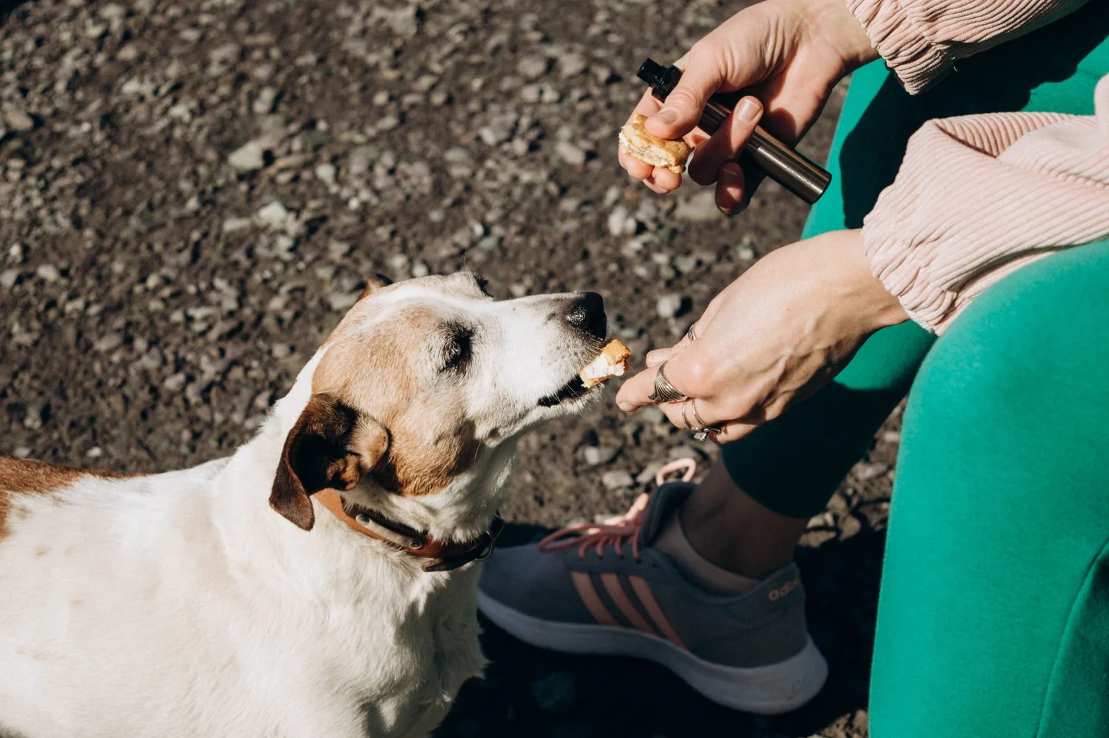 A dog taking a treat gently from an outstretched hand