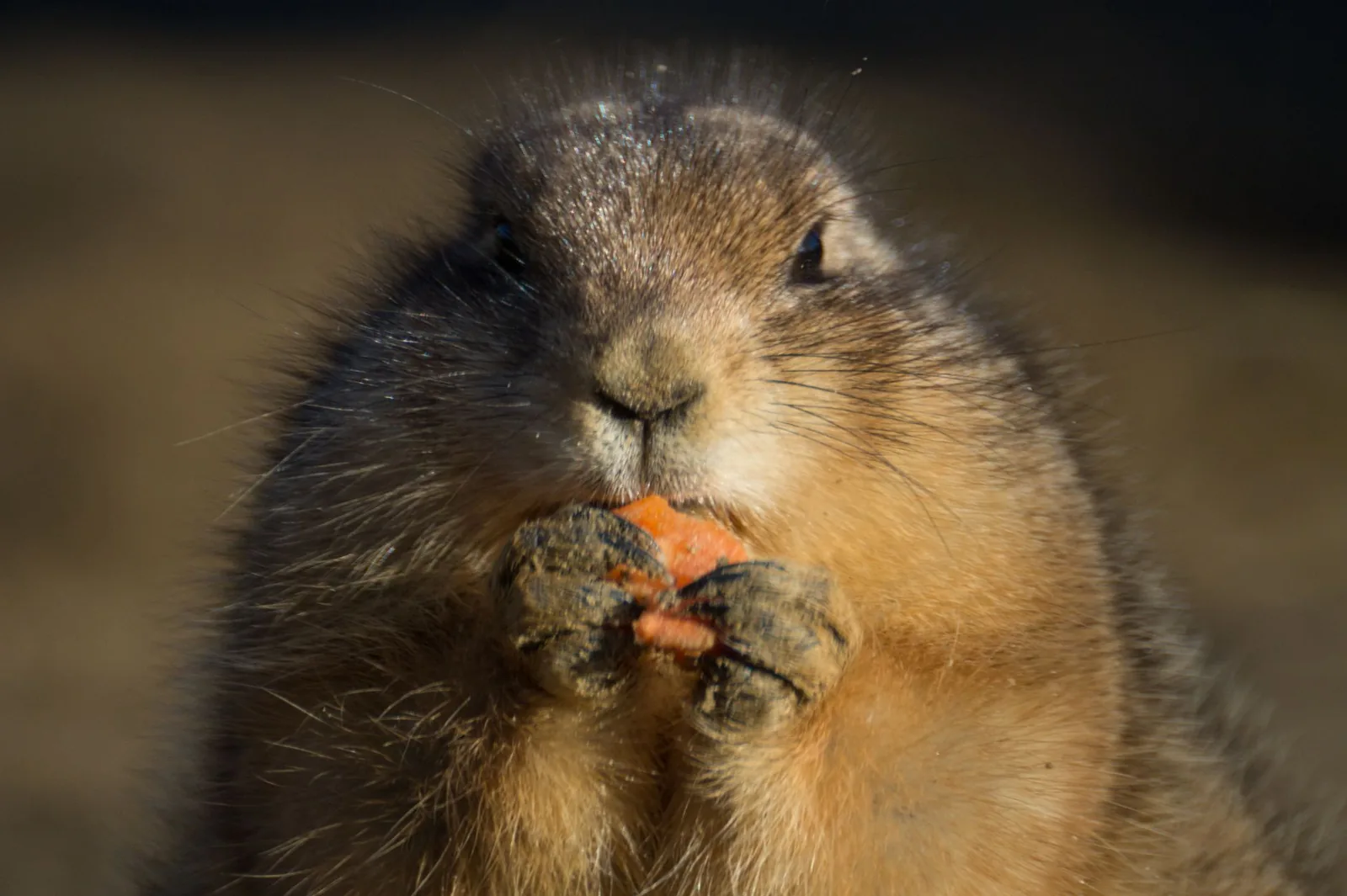 A small dog being offered a piece of carrot