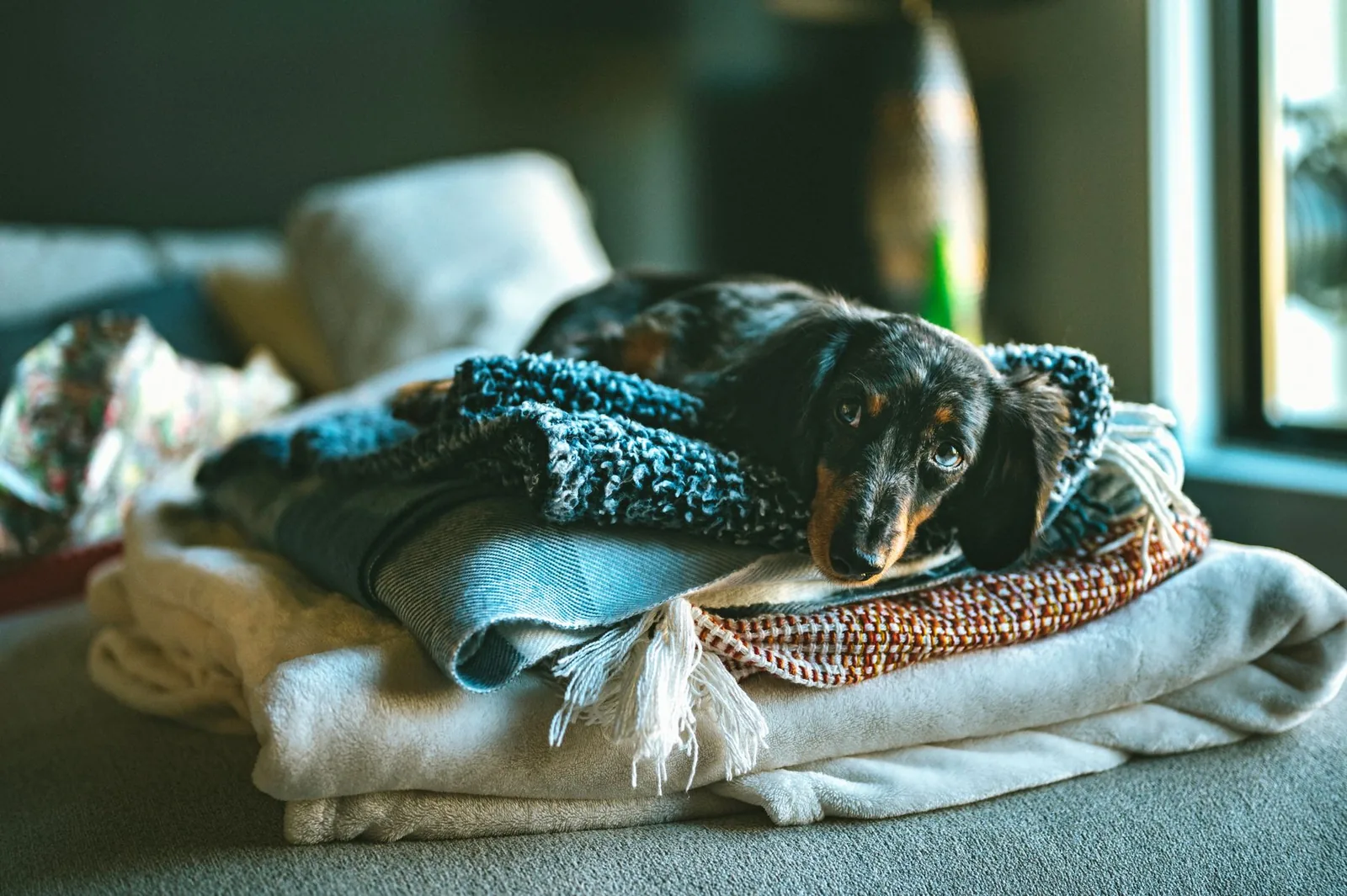 A folded pet blanket in a basket