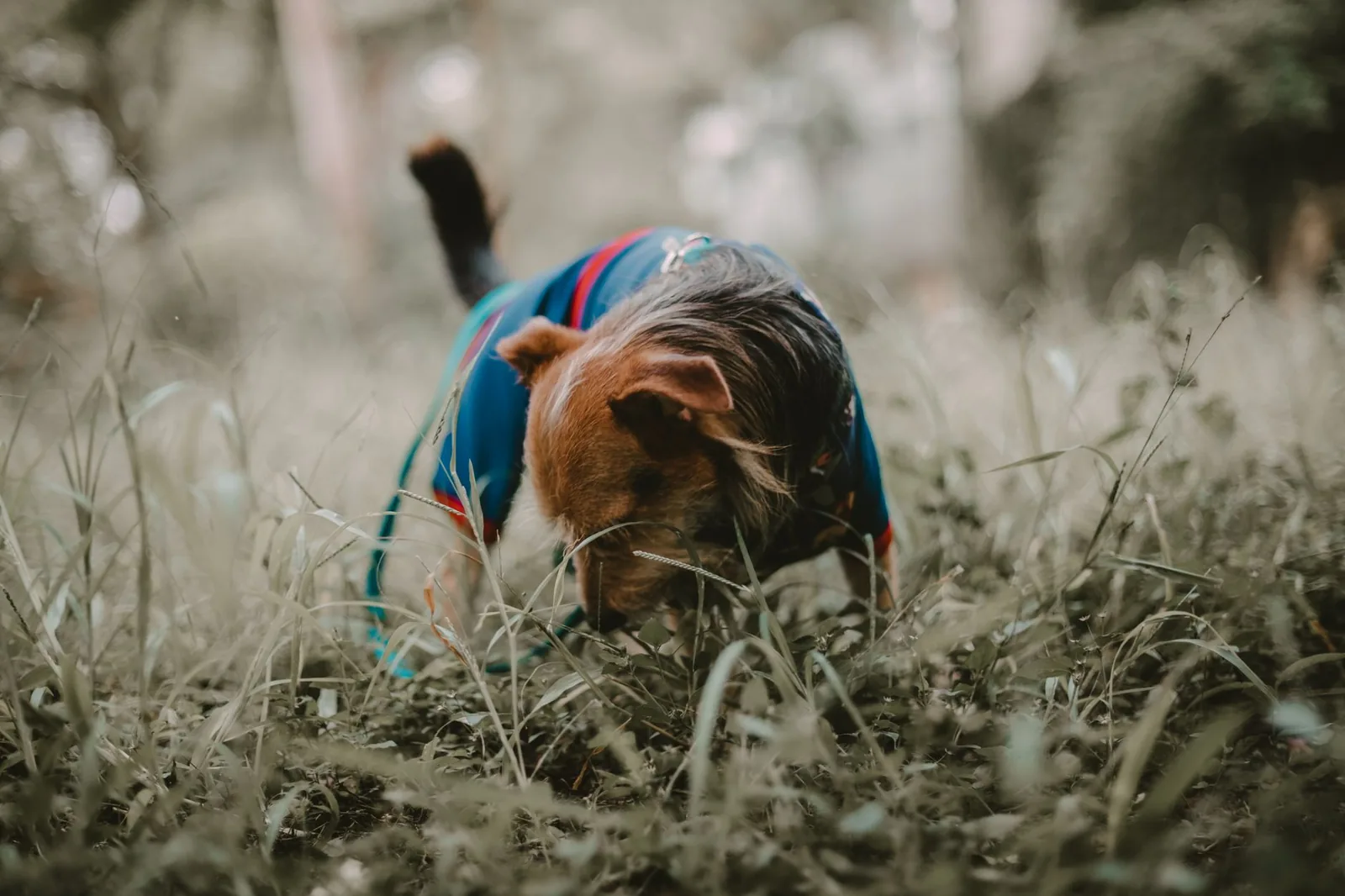 A dog searching for scattered treats