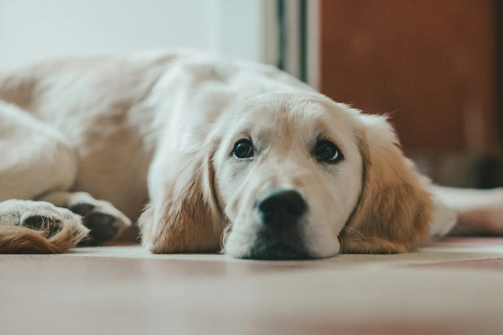 An older dog resting quietly after a veterinary procedure