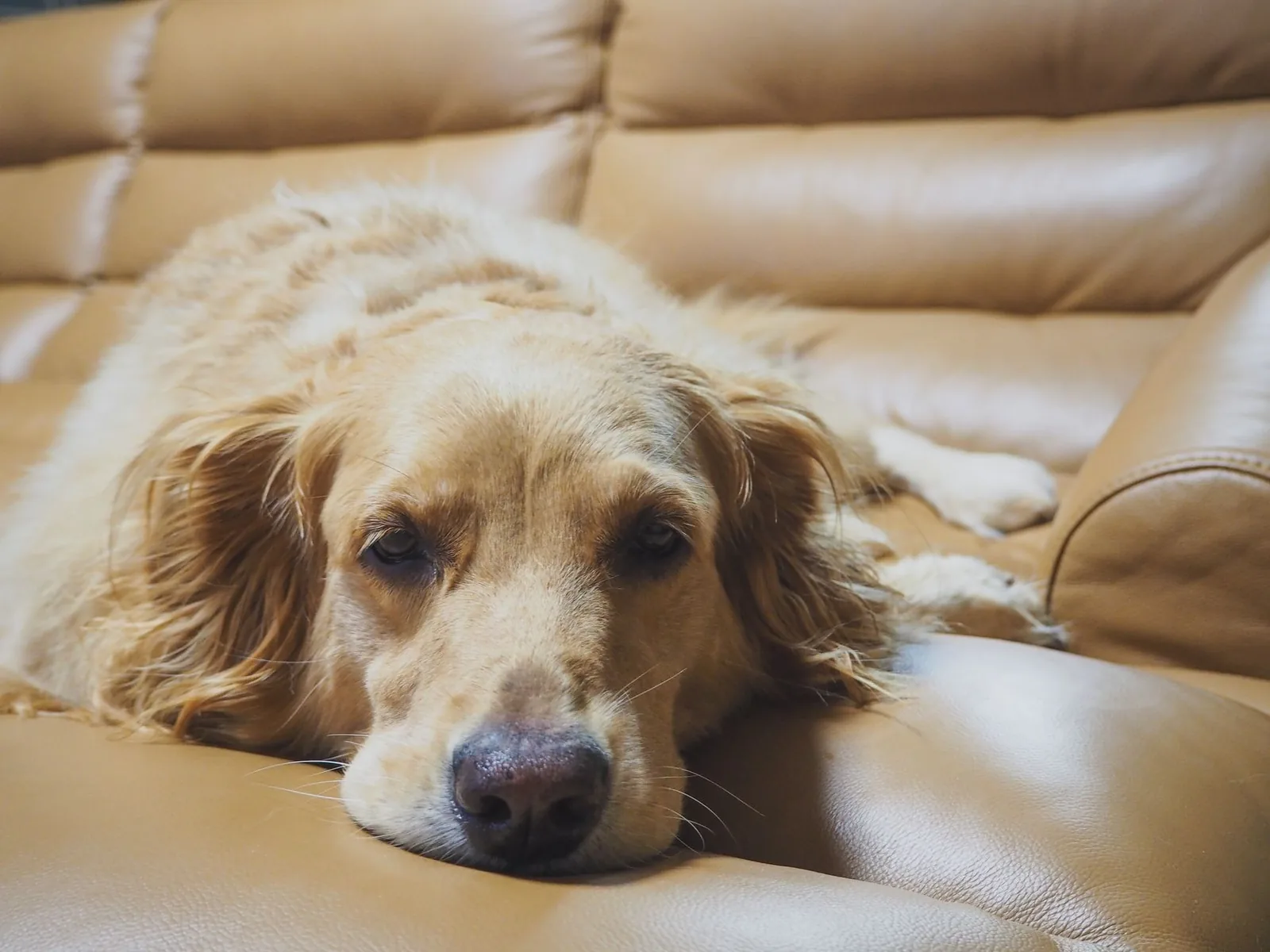 A dog awake in a darkened room at night
