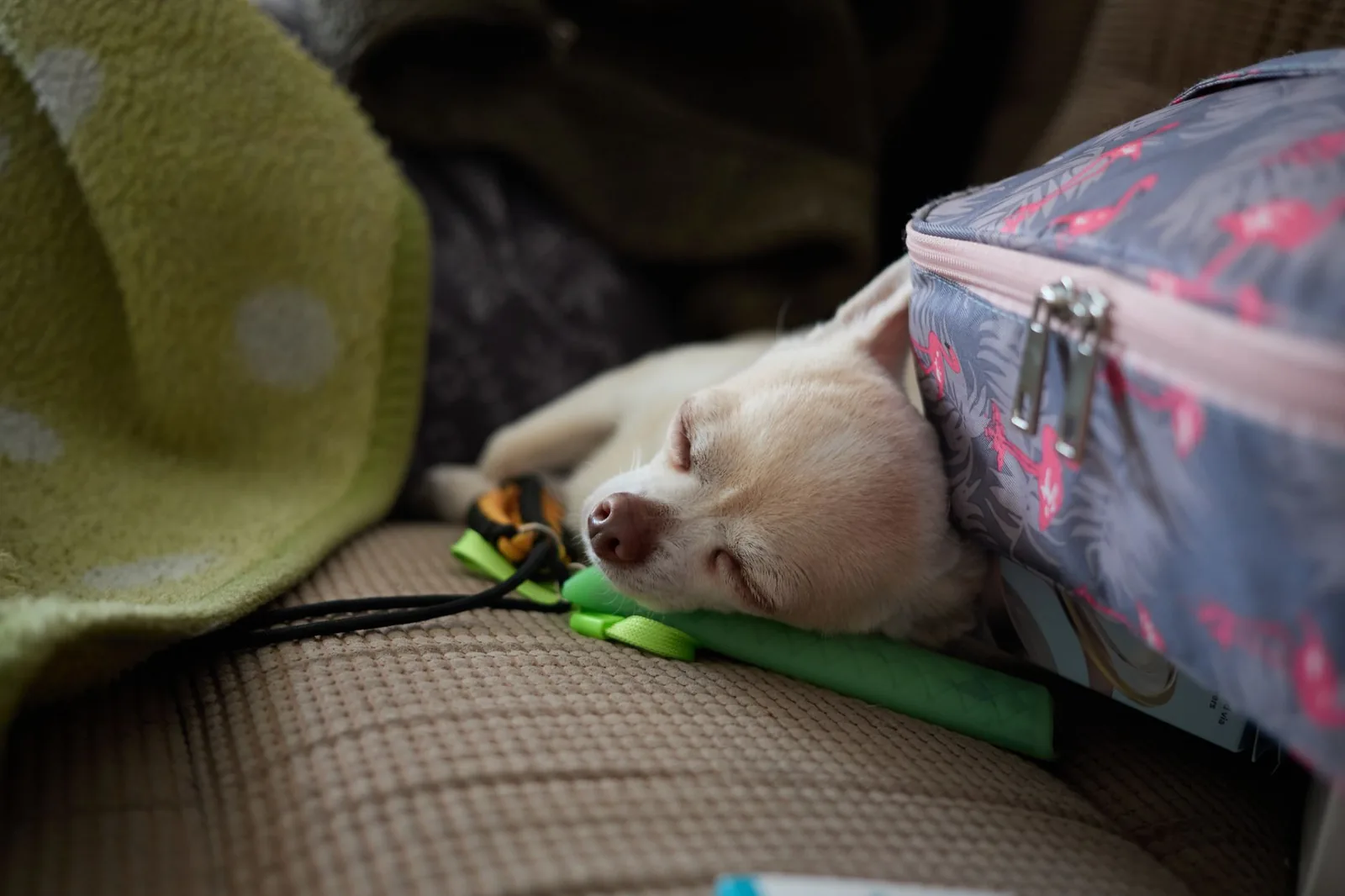 A small dog resting on a person’s lap indoors