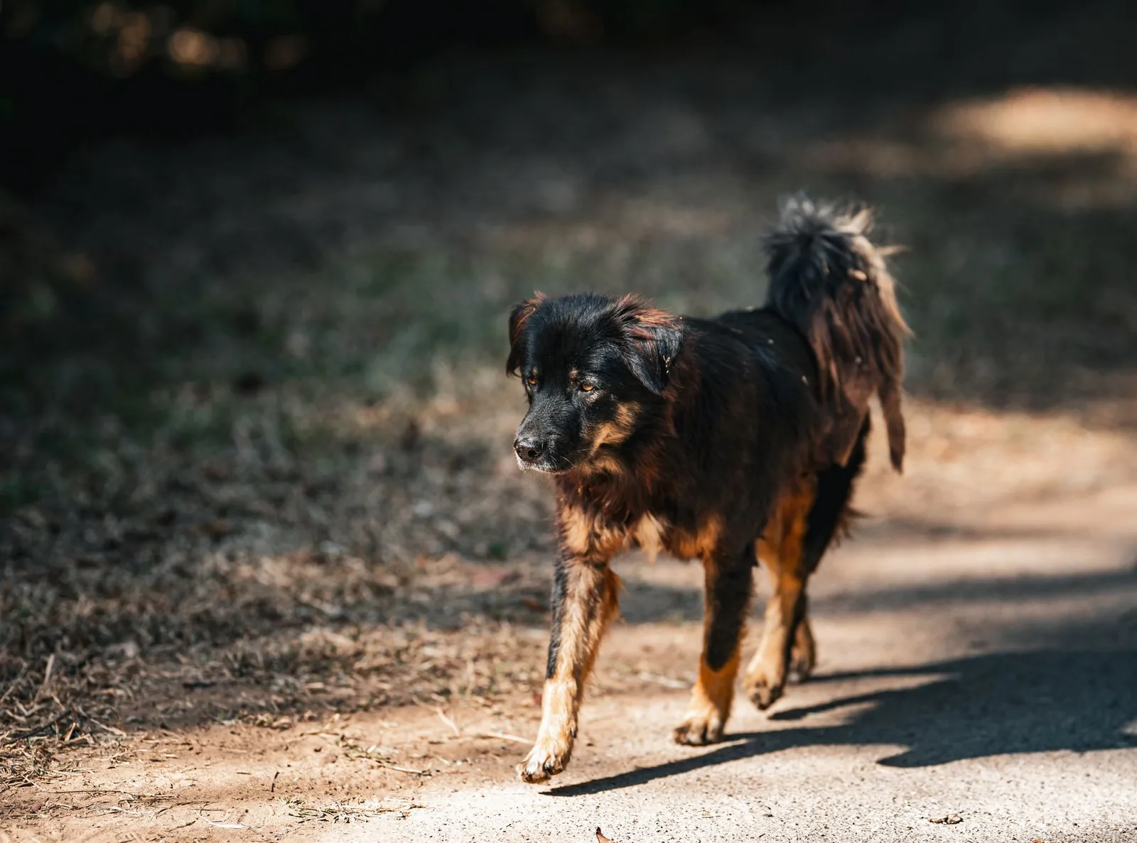 An older dog walking slowly along a path