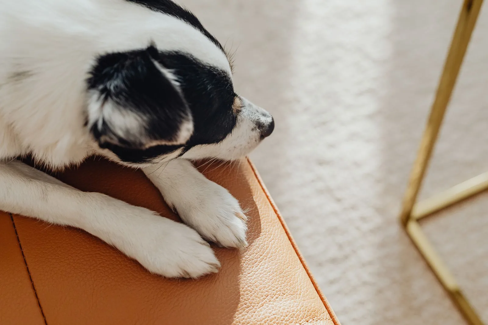 A small dog standing beside a sofa