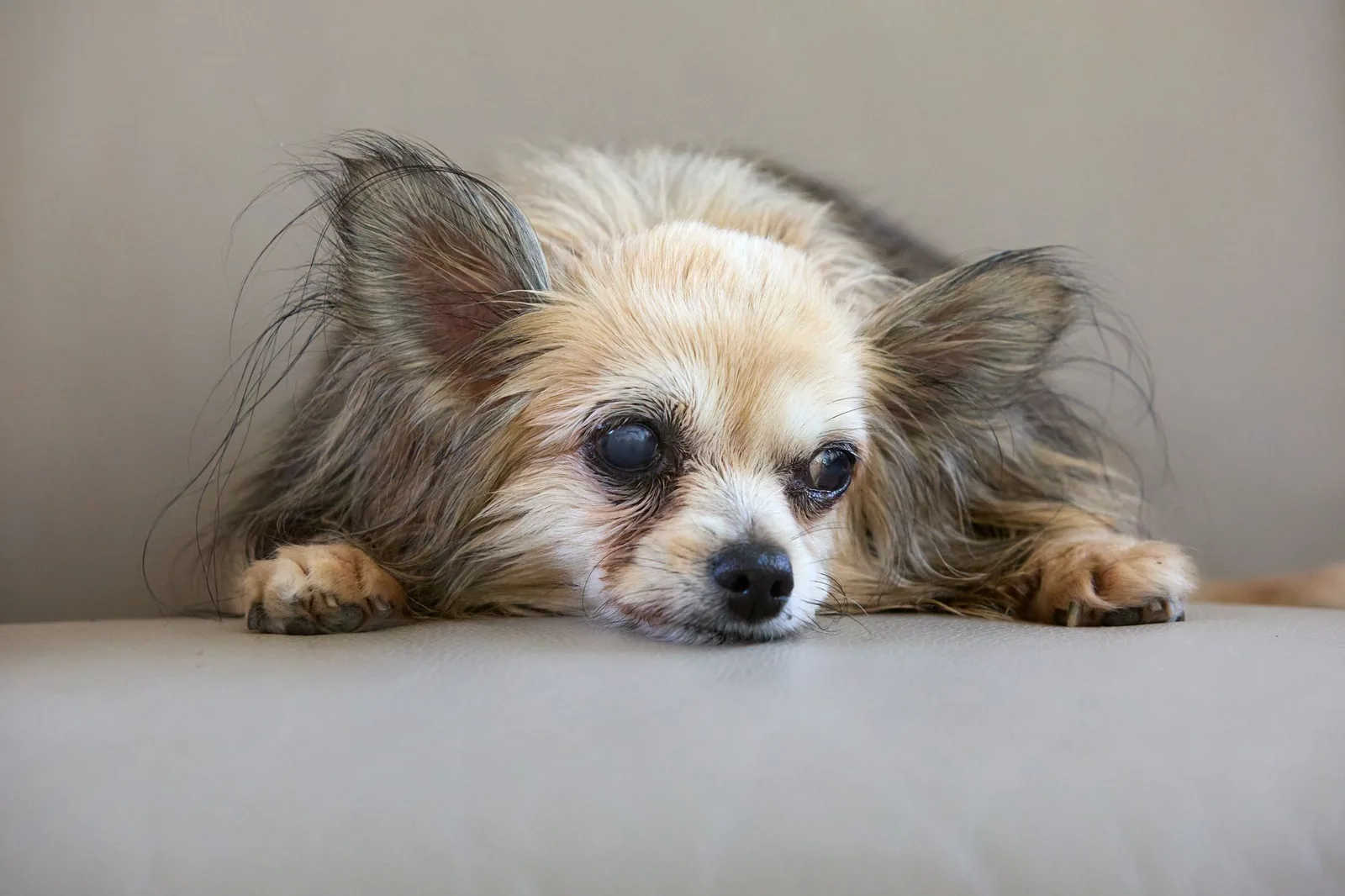 An older dog resting quietly on a rug
