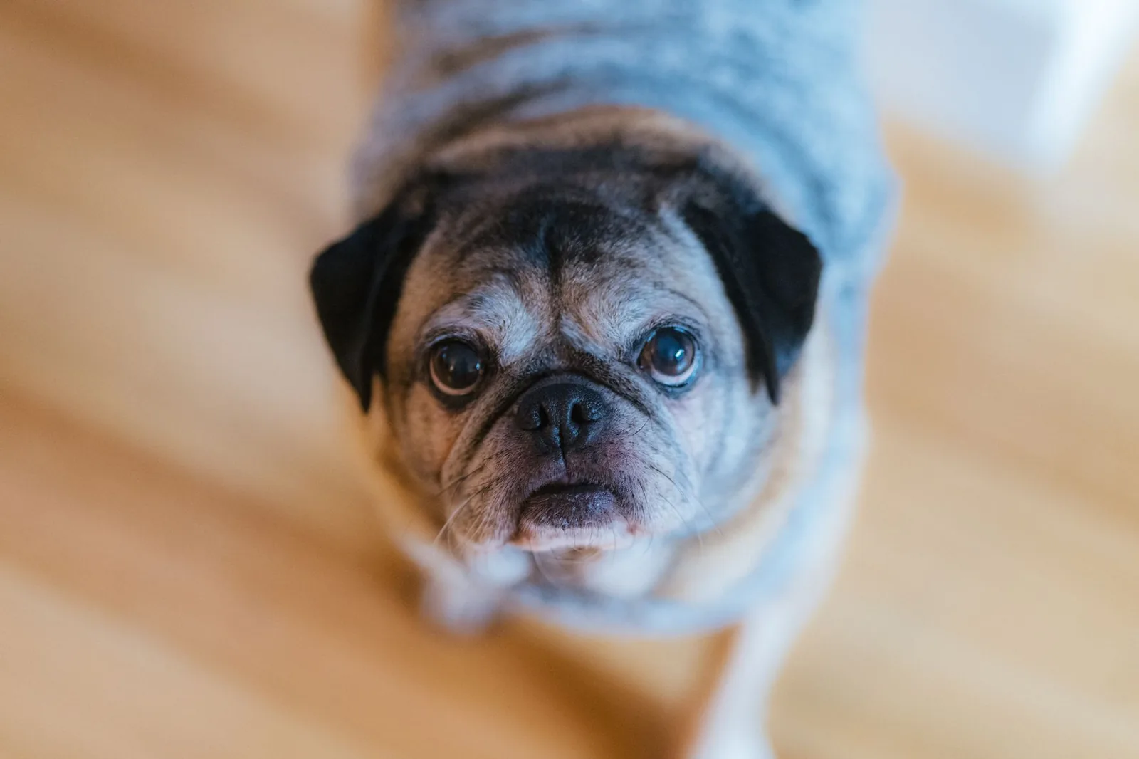 An older dog resting indoors