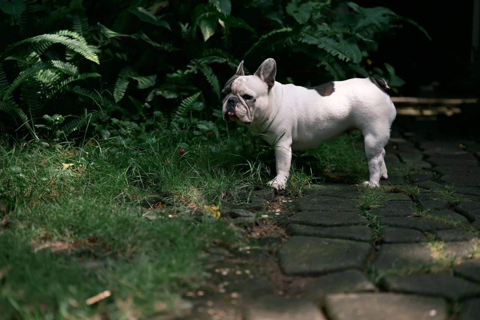 An older dog standing squarely on grass