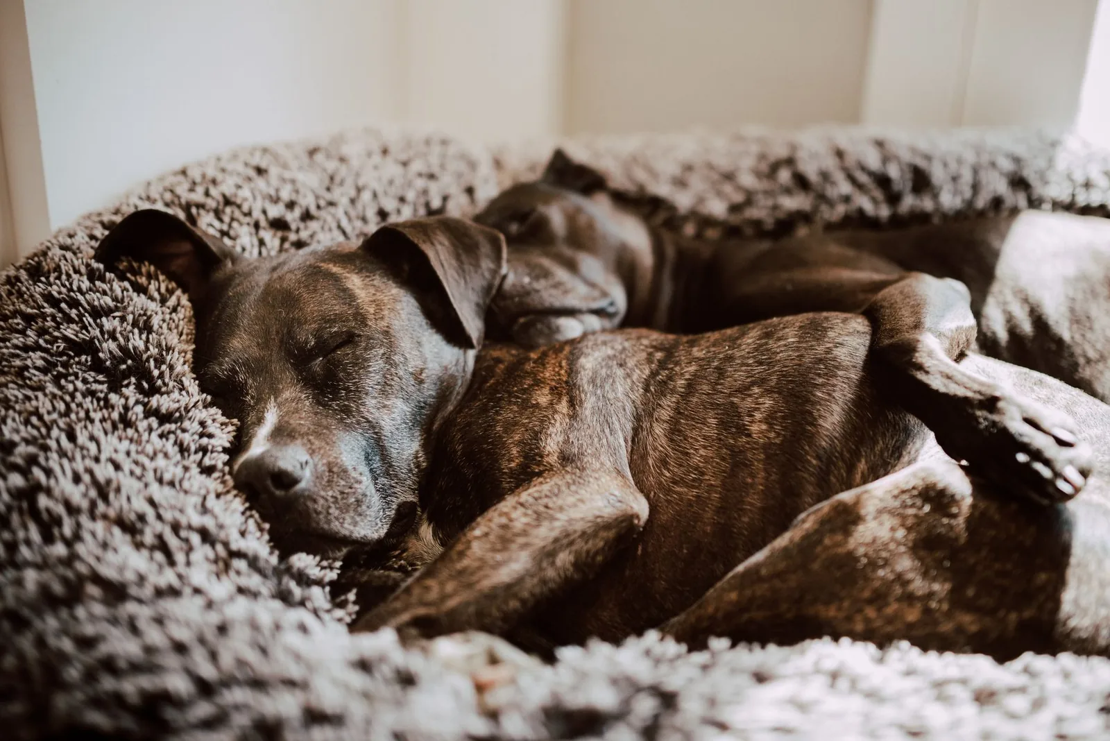 Two dog beds placed apart in a room