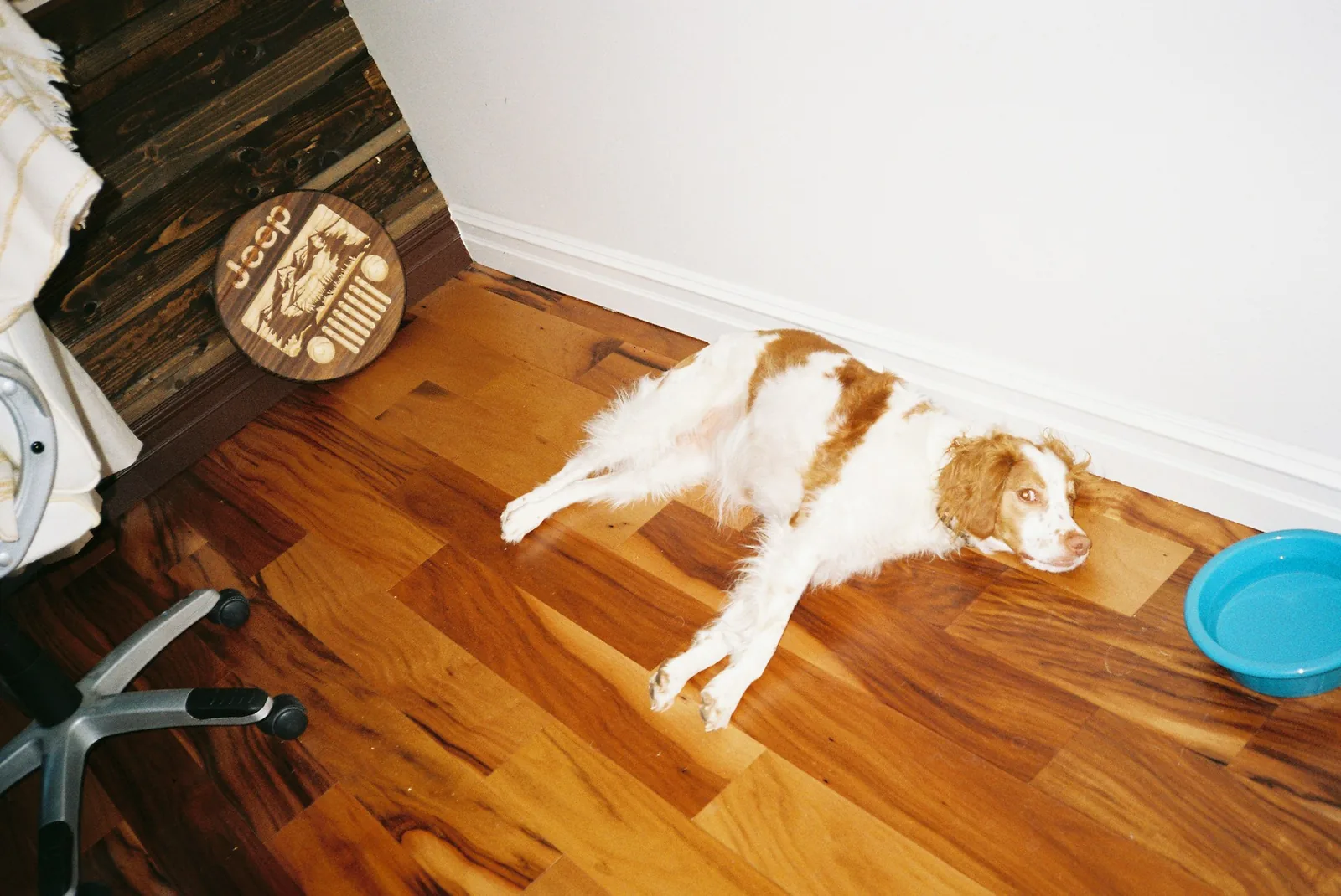 Two dog bowls placed apart on a kitchen floor