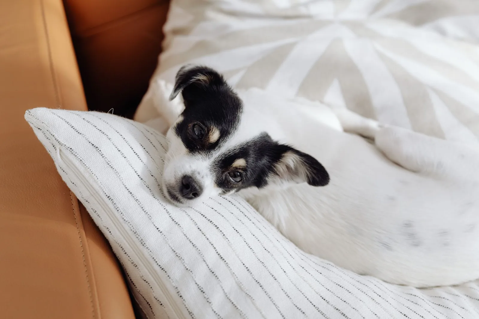 A small dog resting contentedly at home