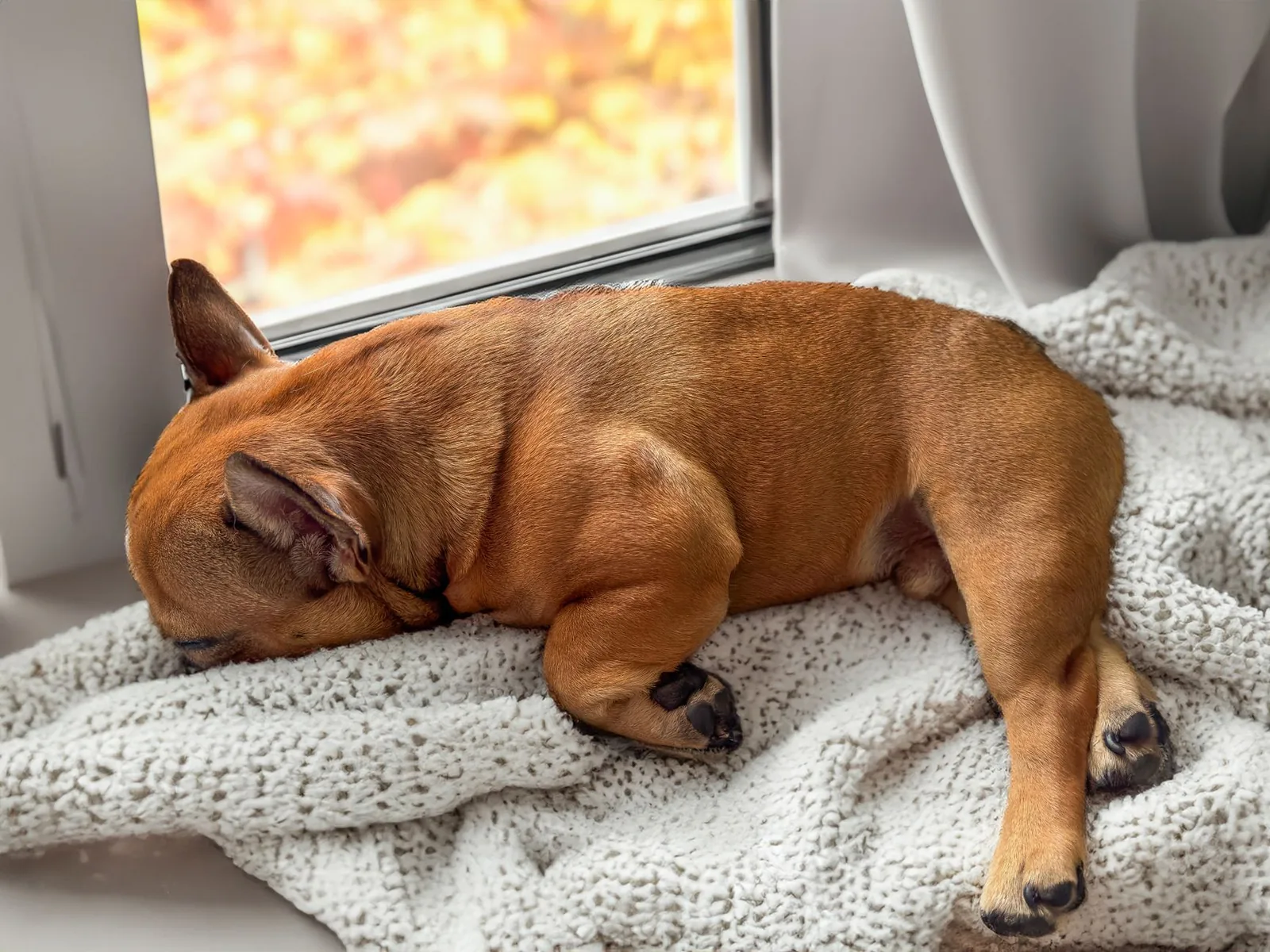 A dog sleeping peacefully by a window