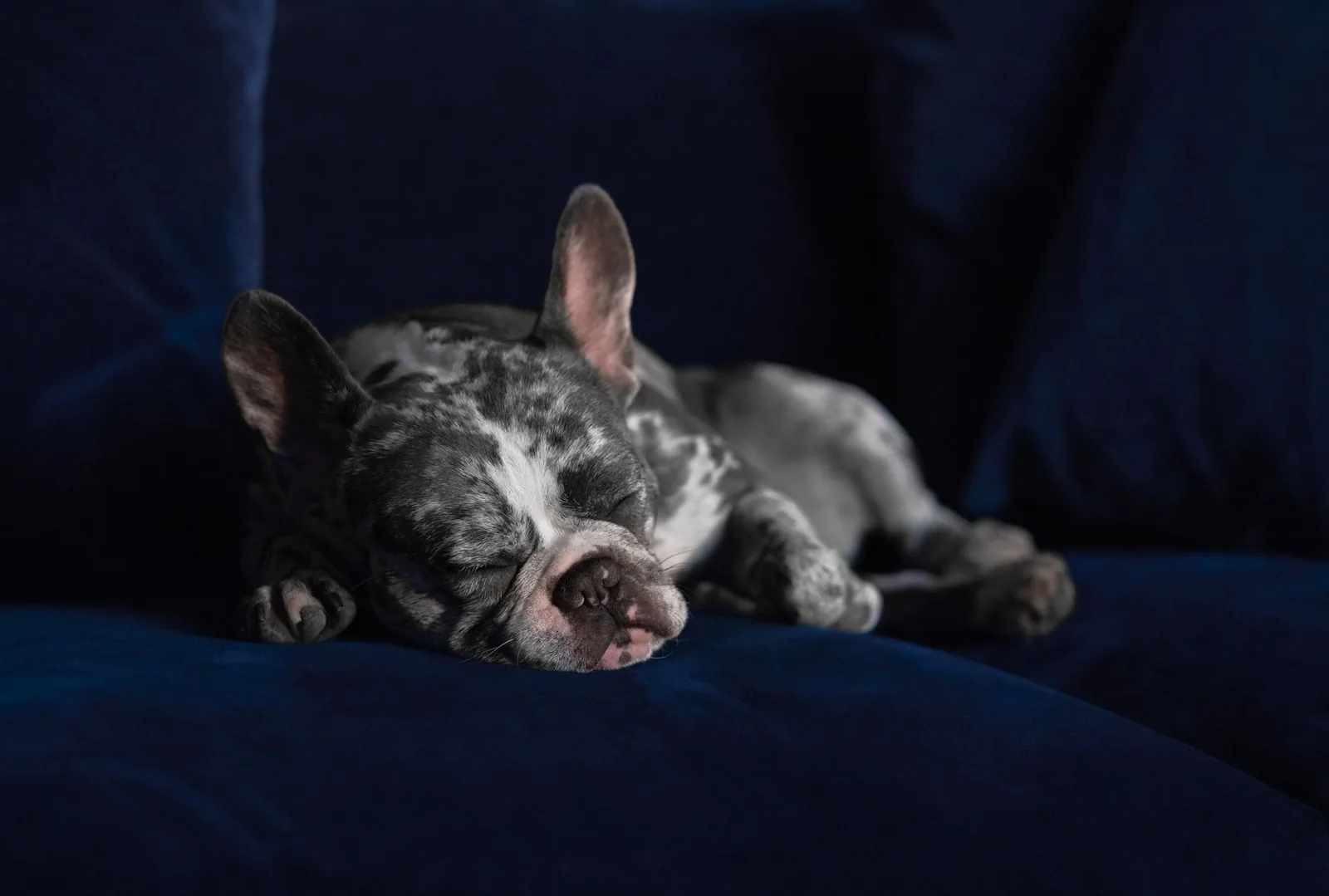 A dog asleep on a sofa in an empty room
