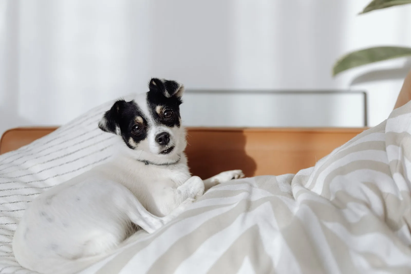 A dog settled comfortably on its bed at home