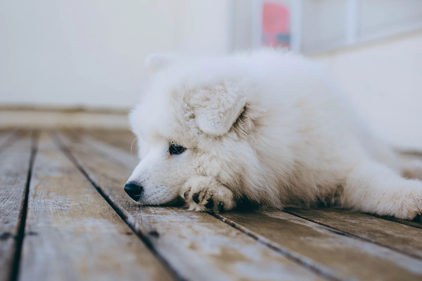A white dog resting on a hard floor at home
