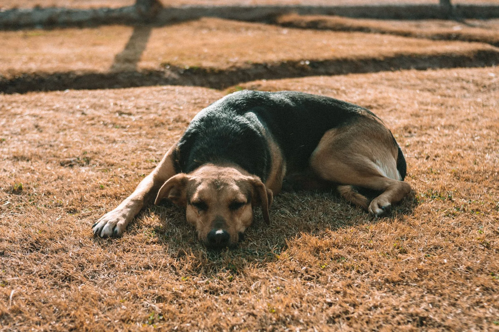 A dog lying in a chosen corner of a room