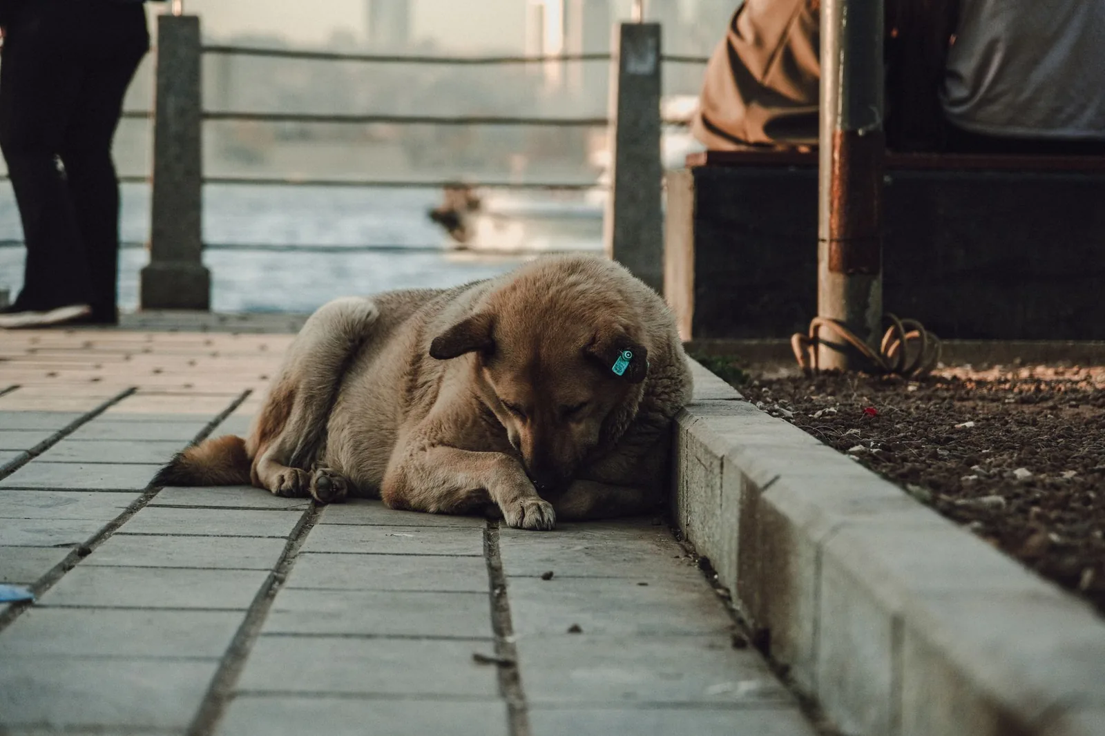 A senior dog sleeping peacefully at home