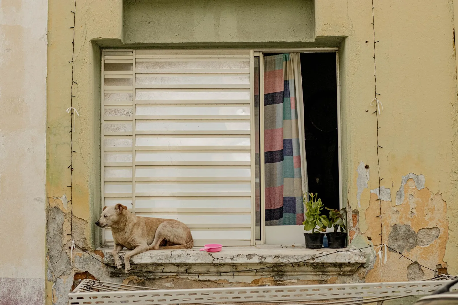 A dog relaxing beside an apartment window