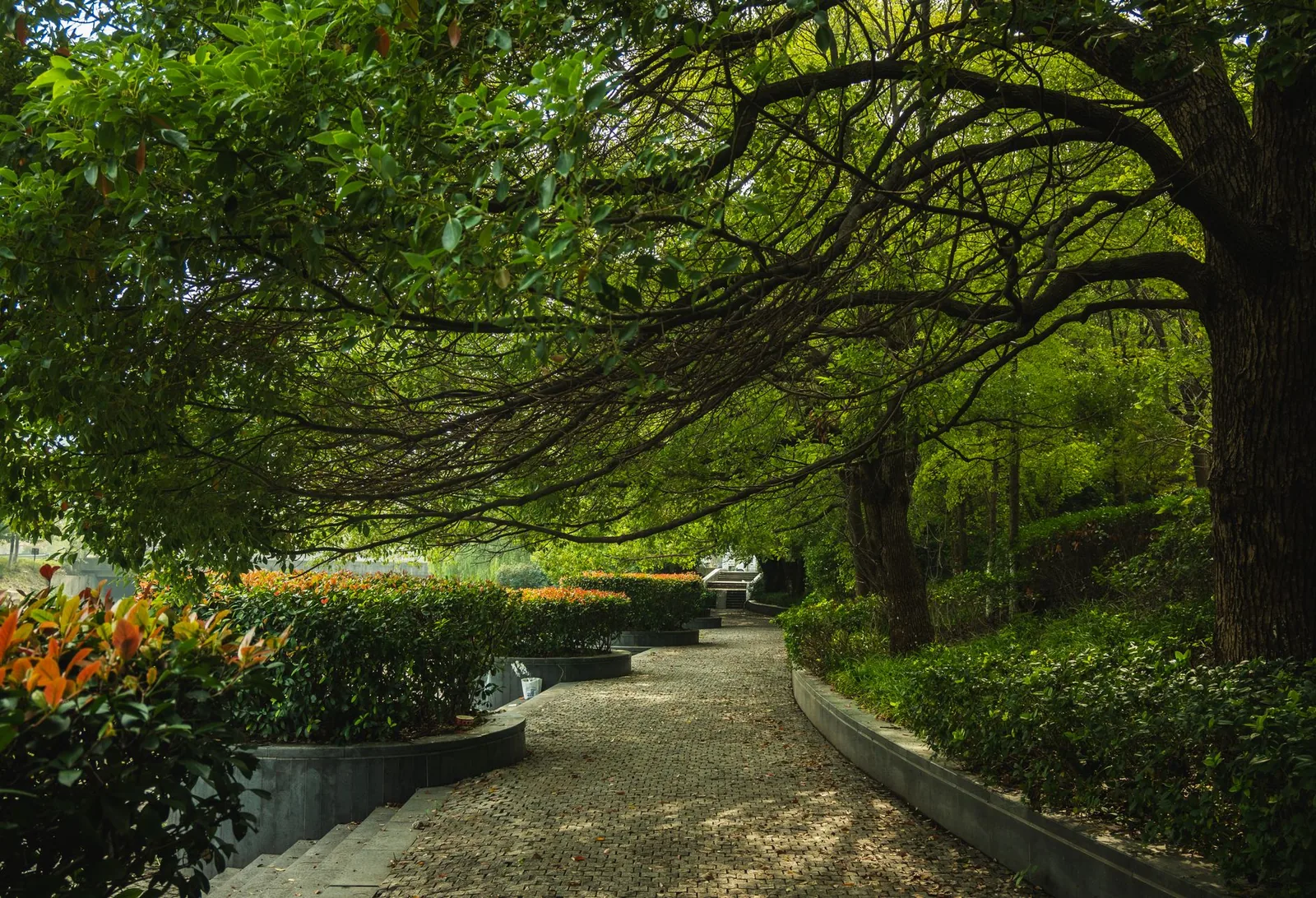 A shaded corner of a garden under trees