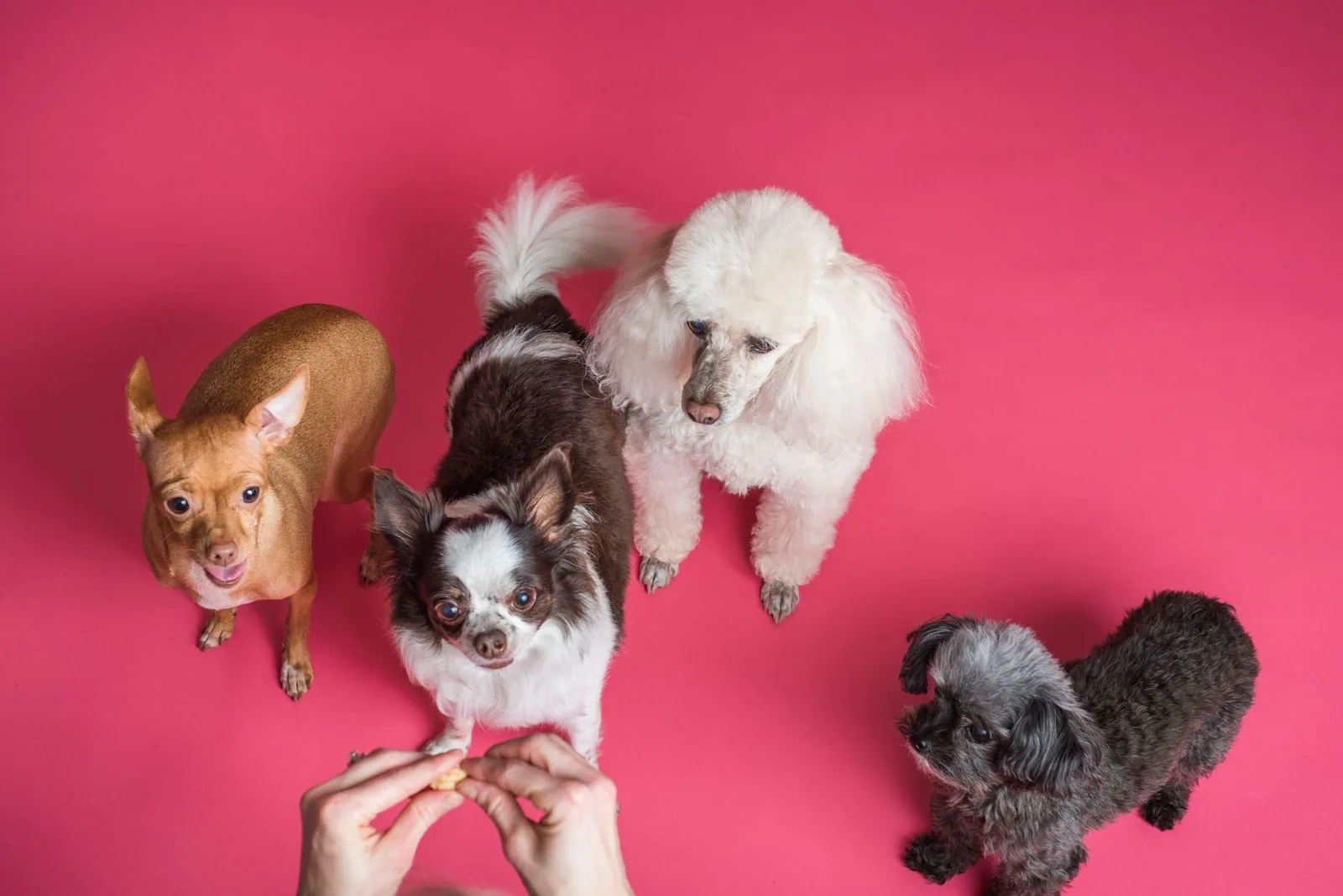 A short training session with a small dog and treats