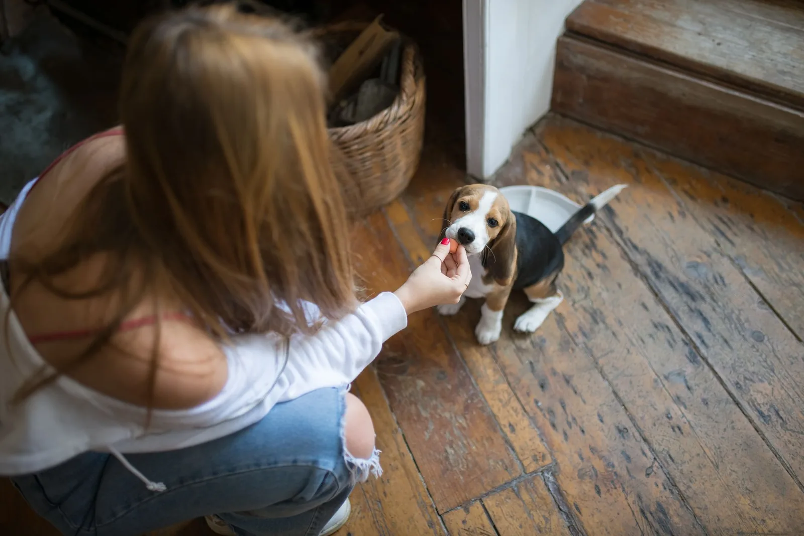 A small dog concentrating during an indoor training session