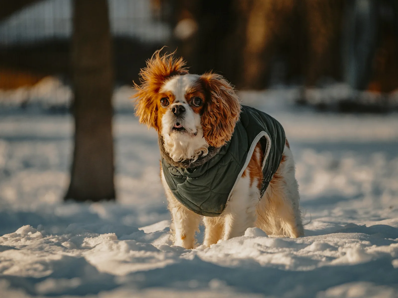 A small dog wearing a fitted coat on a winter walk
