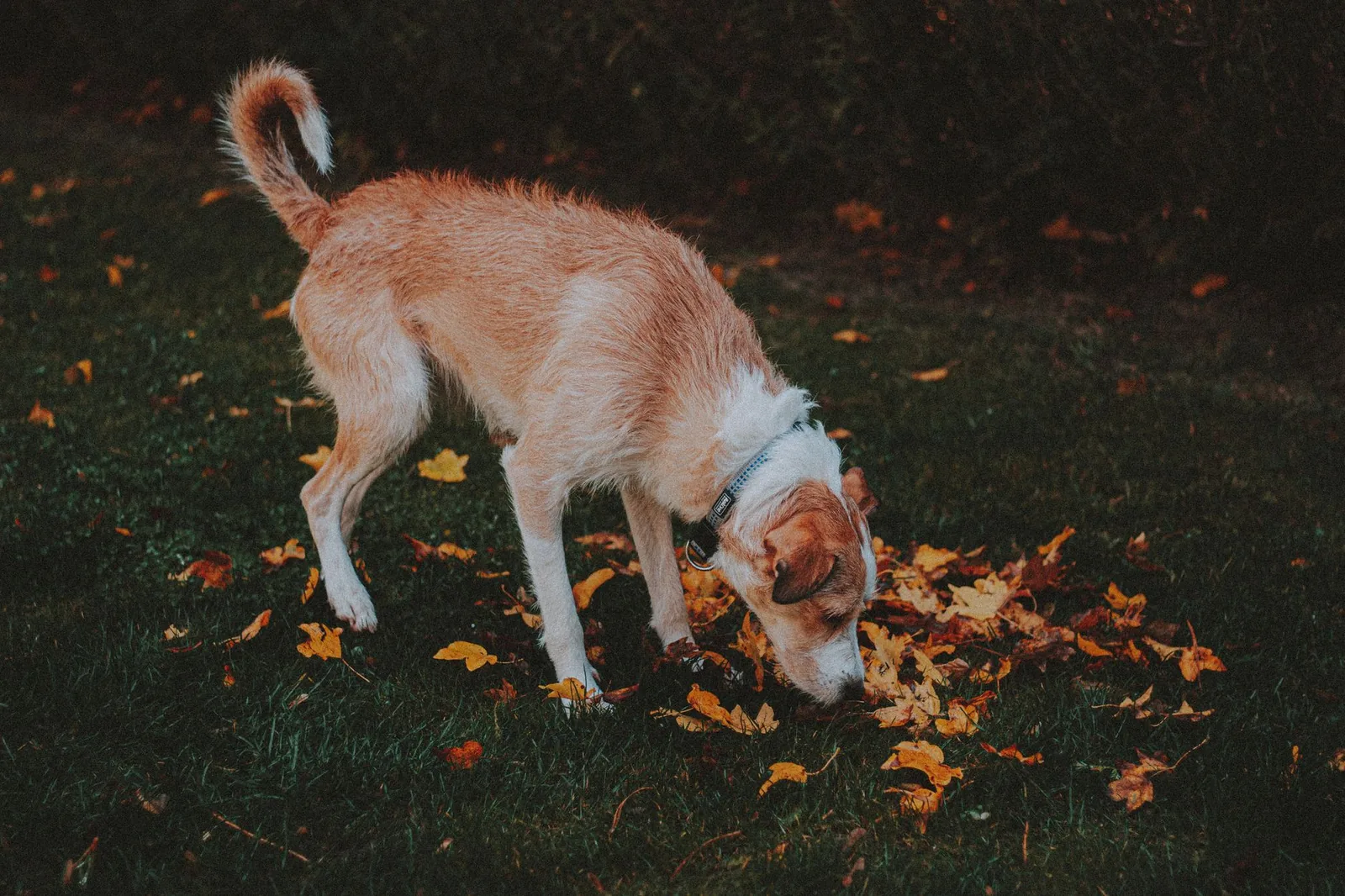 A dog sniffing along the base of a hedge