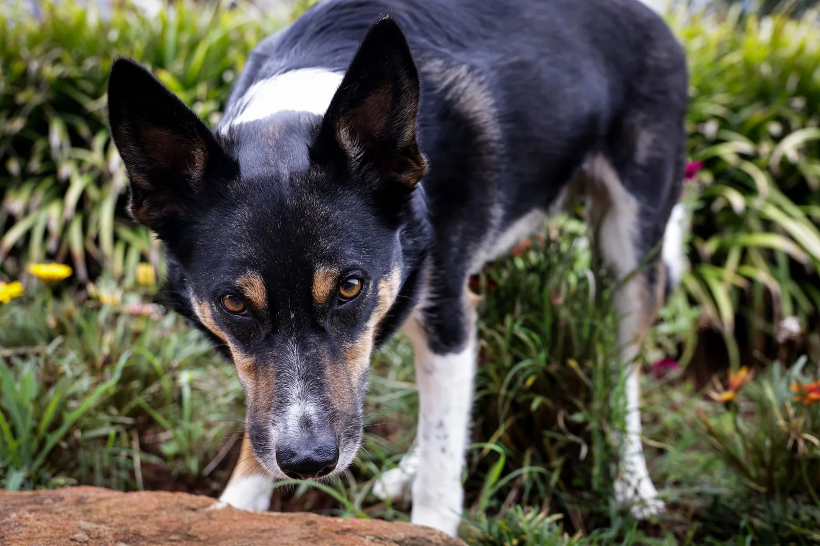 A dog searching for scattered treats on a rug