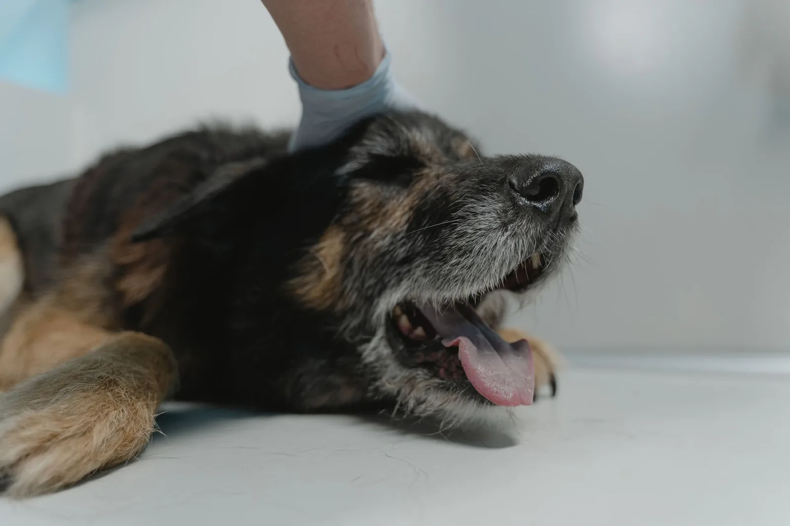 A small dog resting quietly at a veterinary clinic