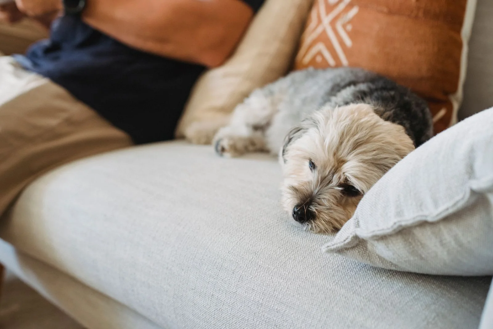 A scruffy terrier resting on a sofa beside its owner in a quiet living room