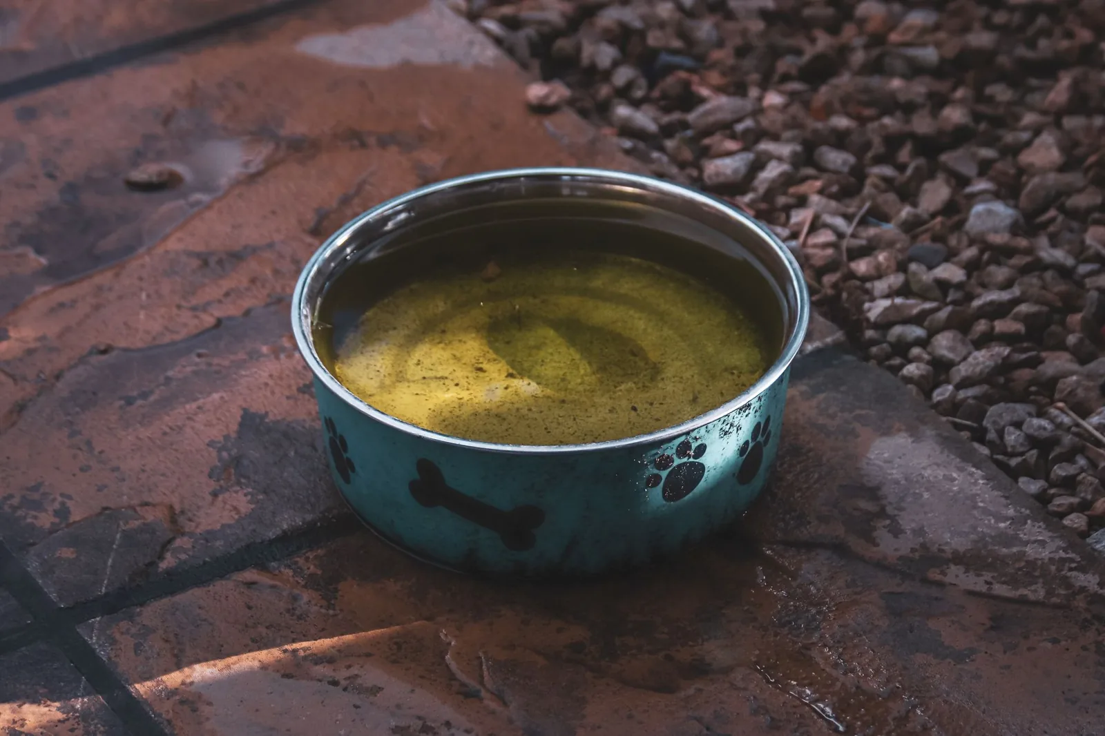 Two stainless steel dog bowls on a kitchen floor