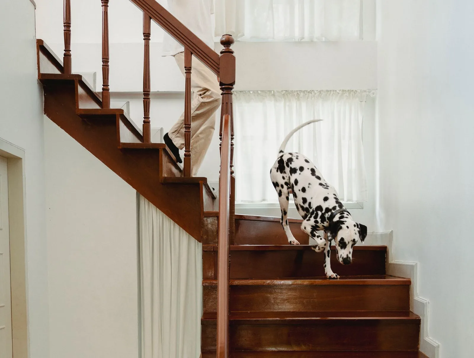 A small dog on an indoor staircase