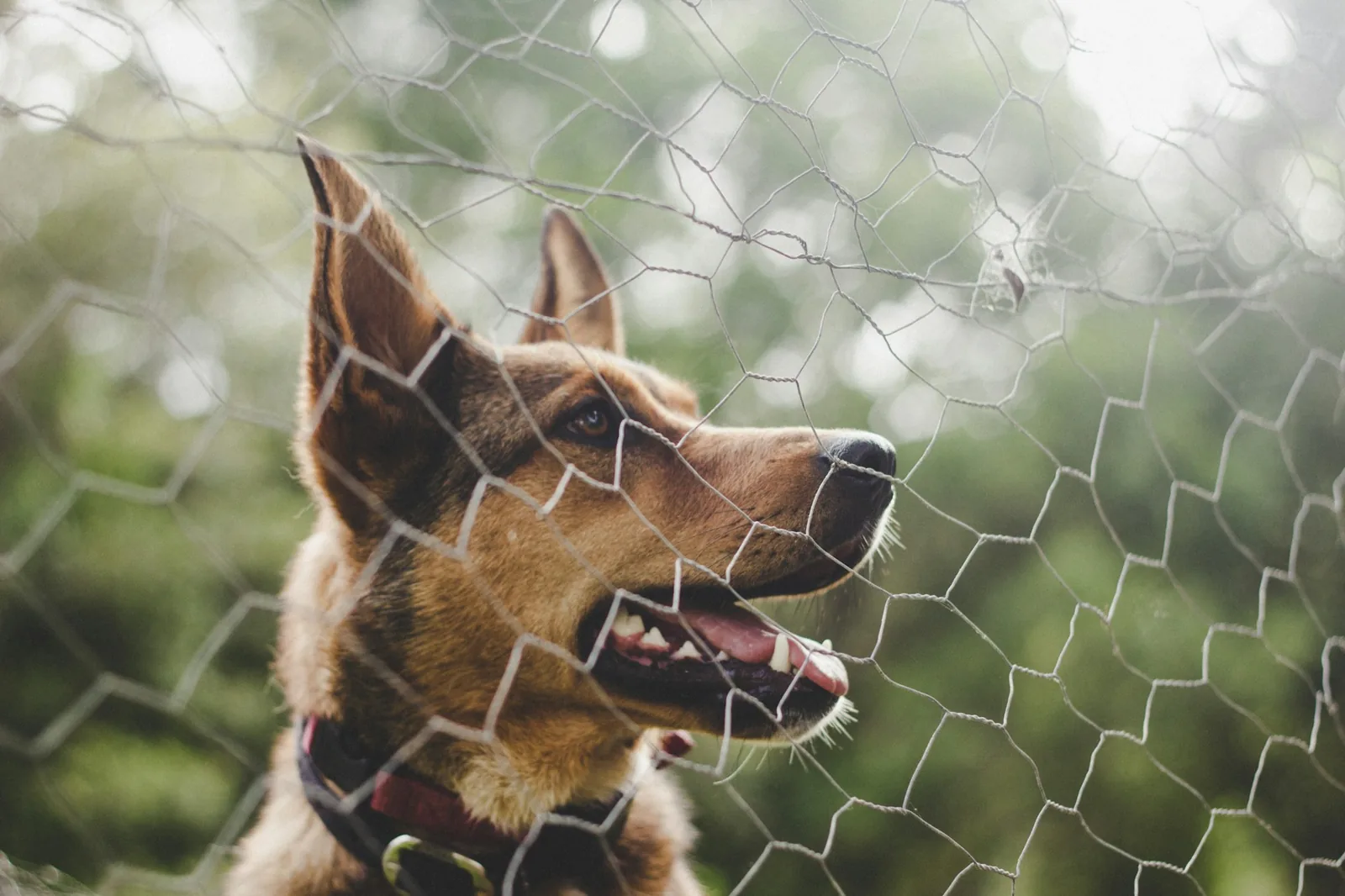 A small dog looking out through a garden fence