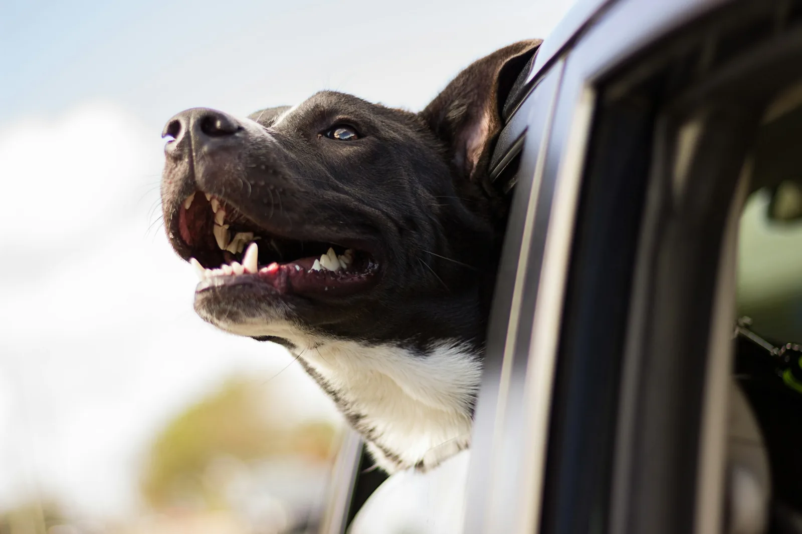 A small dog looking out of a car window on the way home