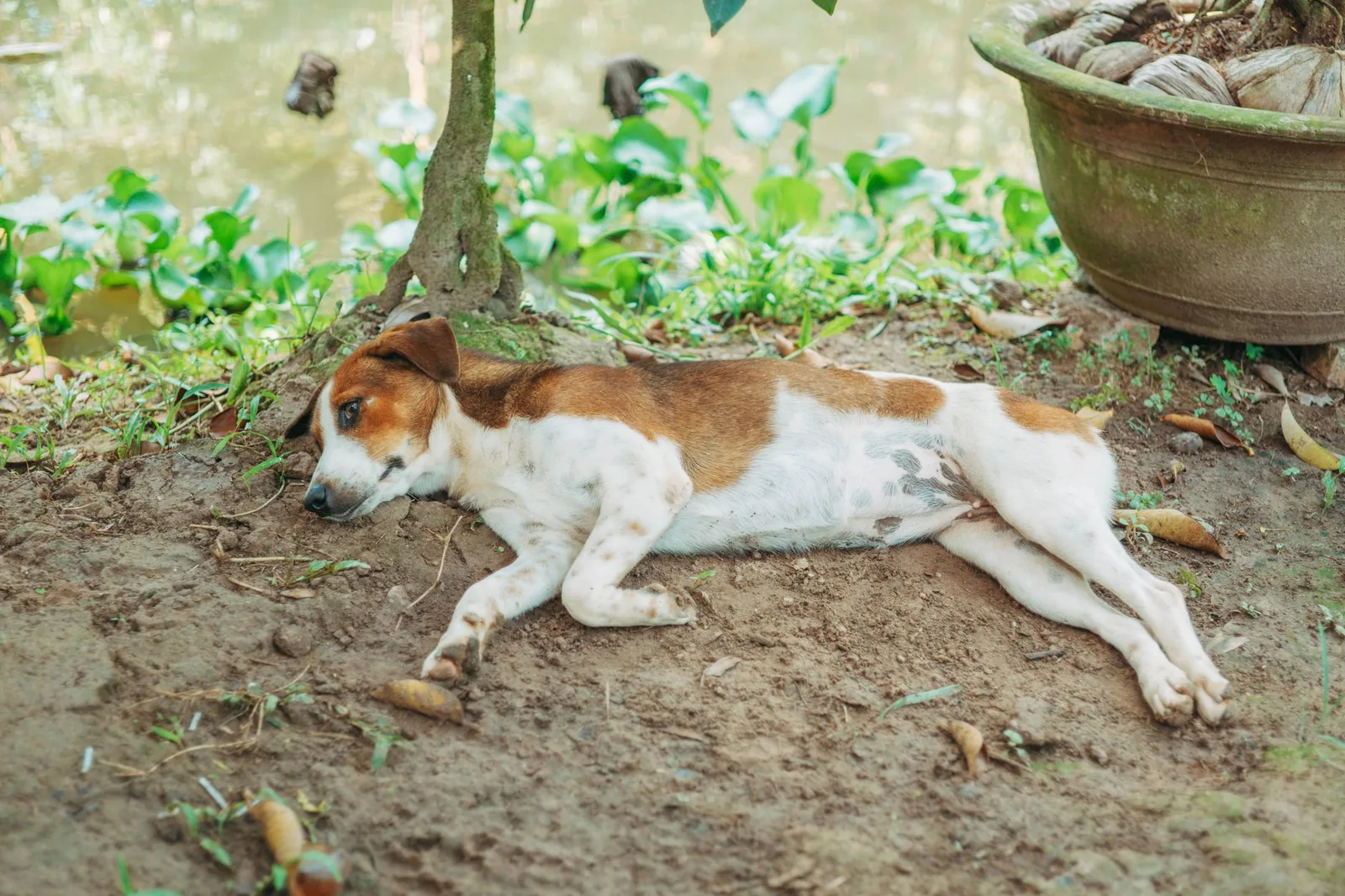 A small white dog resting in the shade on a summer day