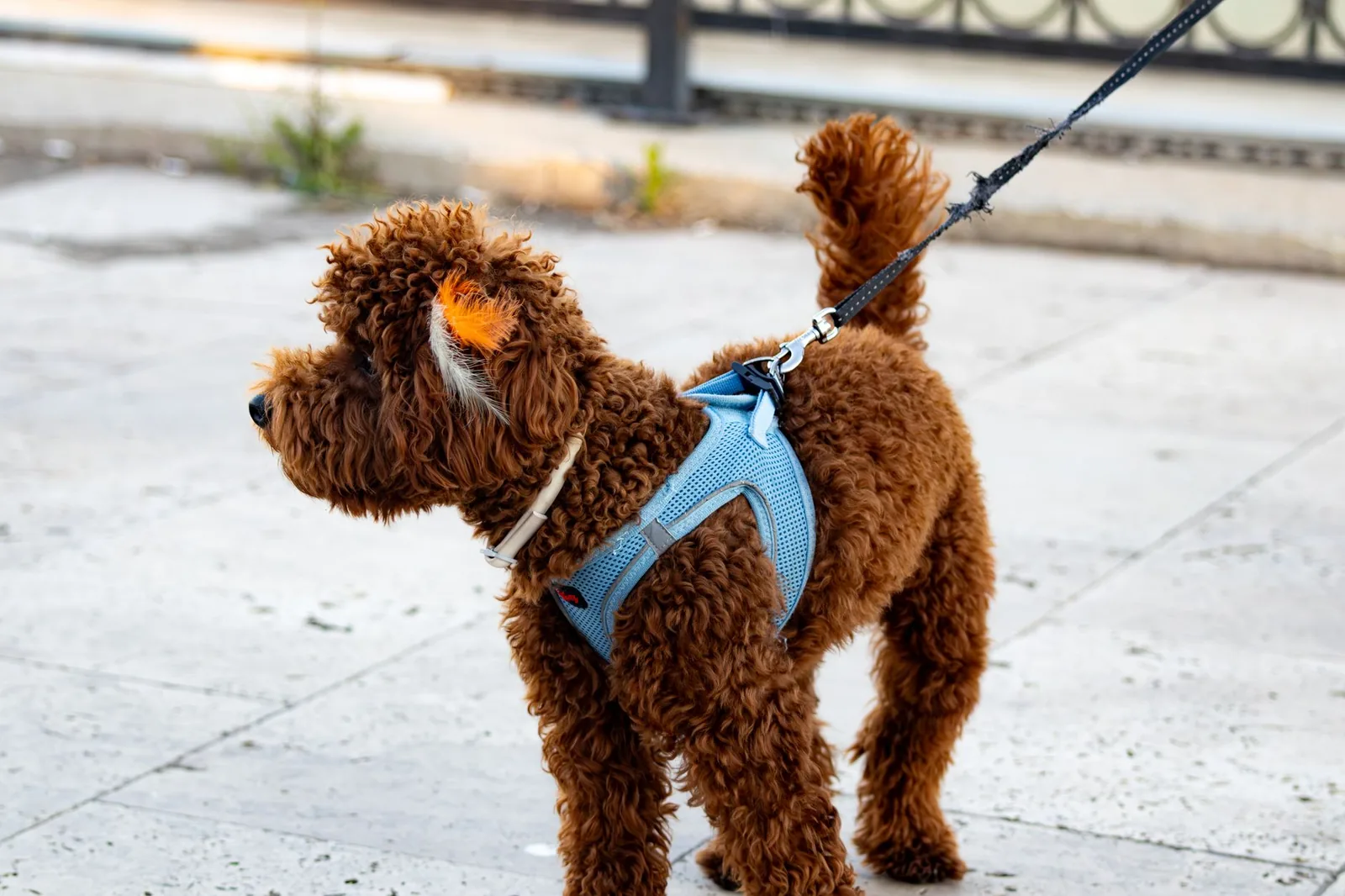 A dog held on a lead indoors during a supervised session