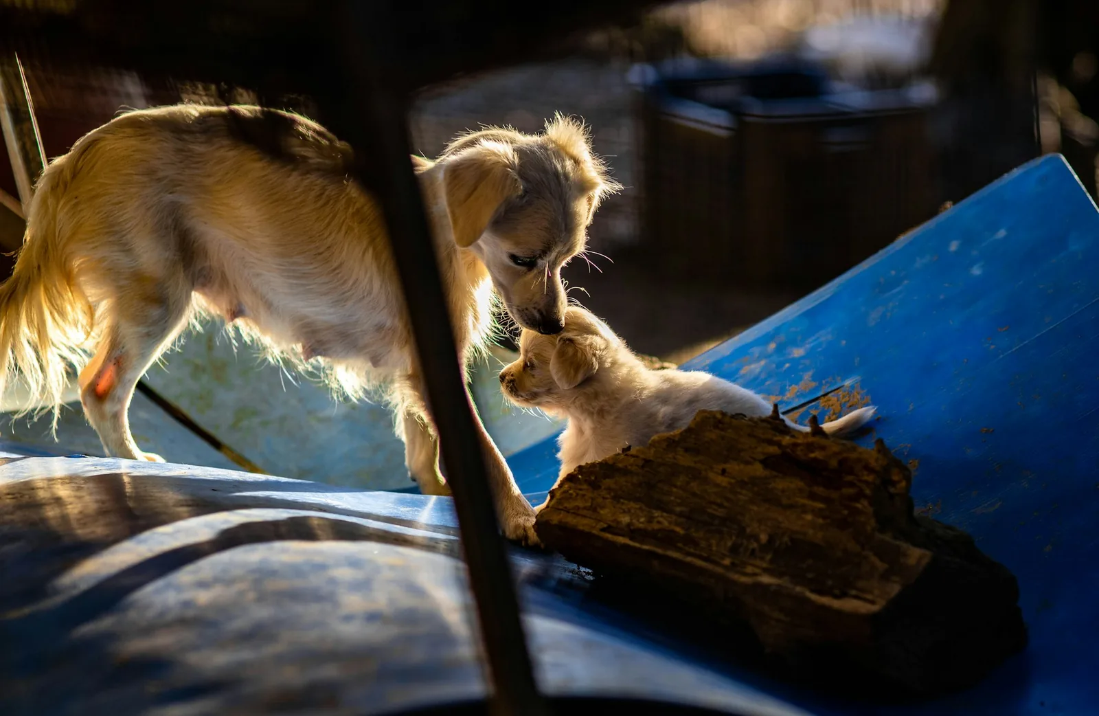 Two small dogs playing together outdoors