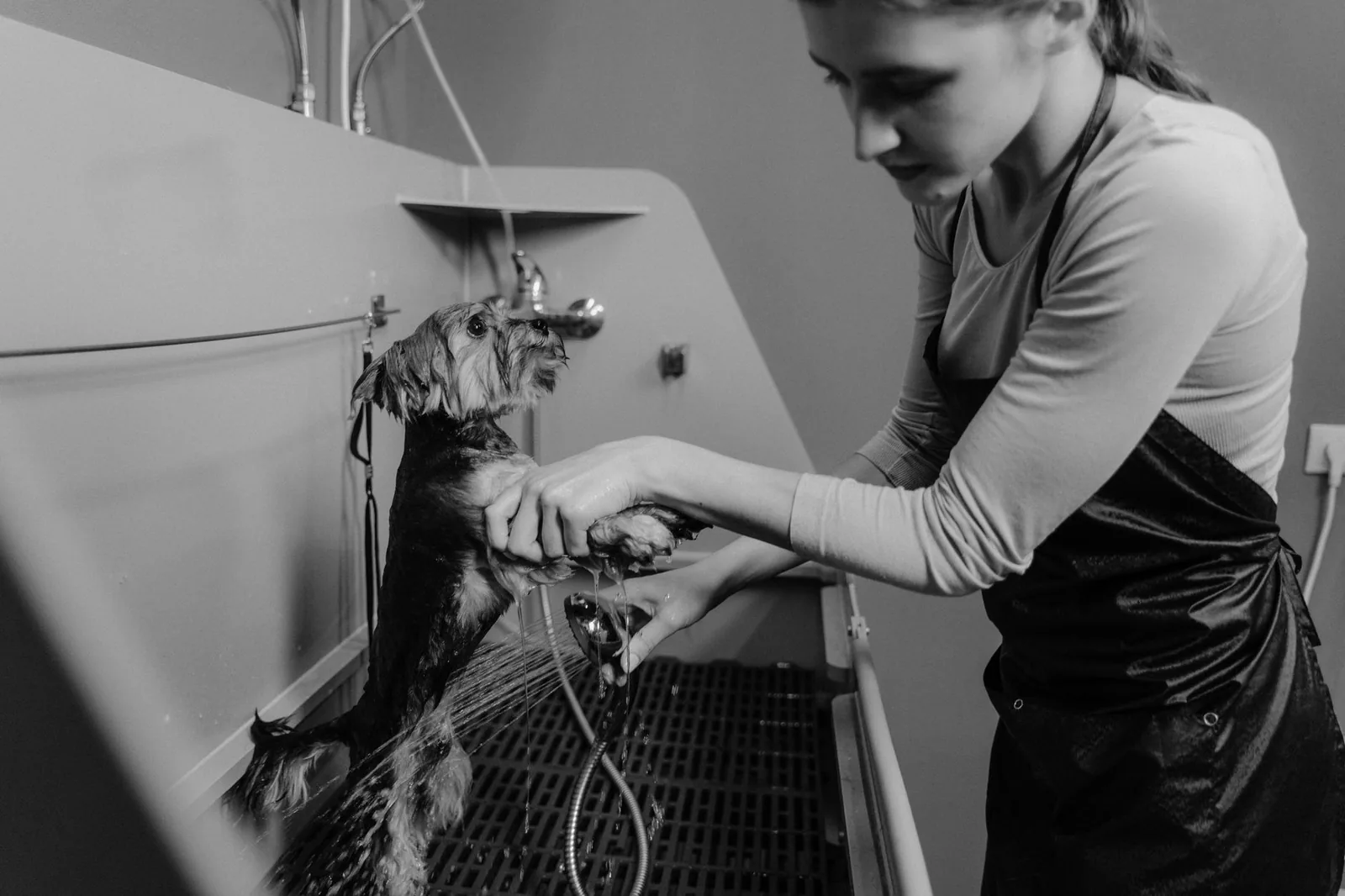 An owner talking with a groomer about a dog