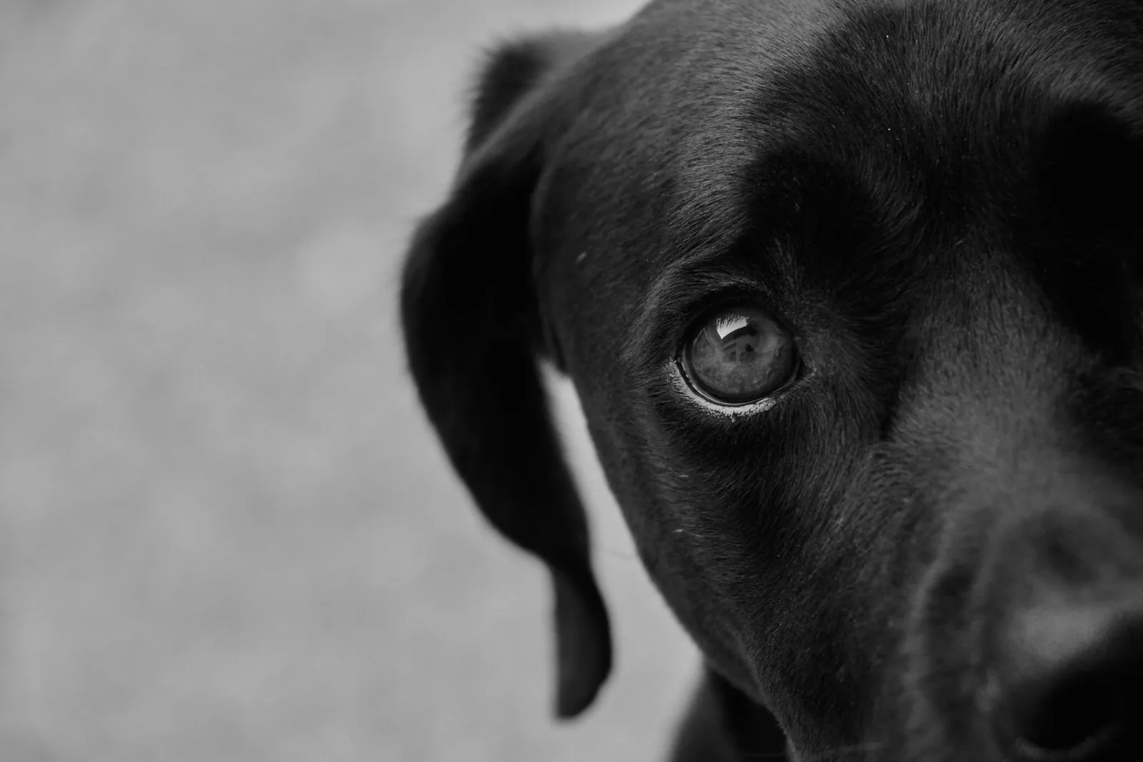 Close-up of a small dog’s face and eye area